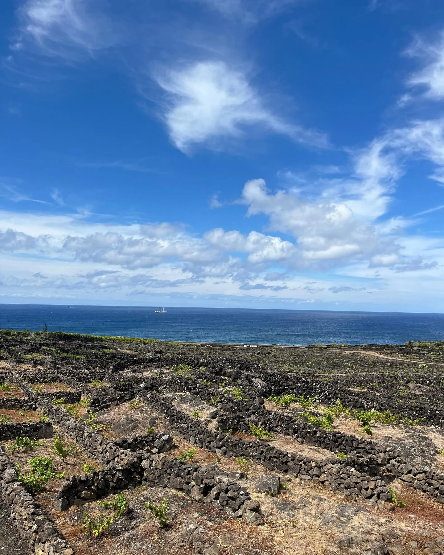 View from the winery: the currais that protect the vines from the heavy winds off the Atlantic Ocean. #azores #wine #winetravel #azoreswines #pico #winesofportugal