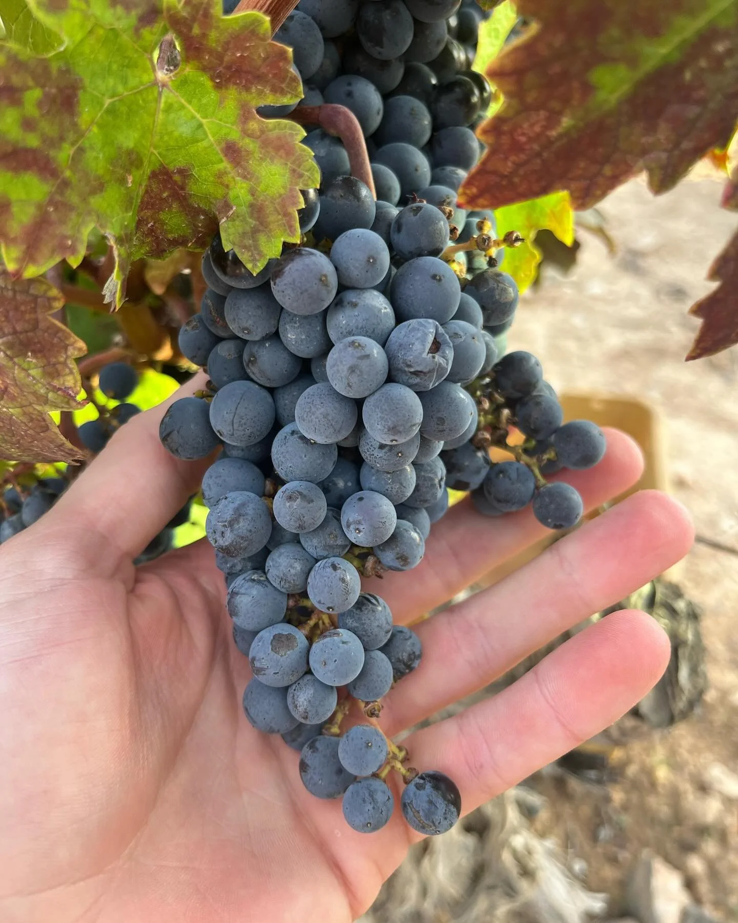 Last day here in Tarragona. Can&rsquo;t believe that the first semester of @wintour_master is officially over. Here&rsquo;s just a few favorite memories of the past few months #wintourmaster #wine #winemaking #winetourism #vino #winesofspain #tarrago