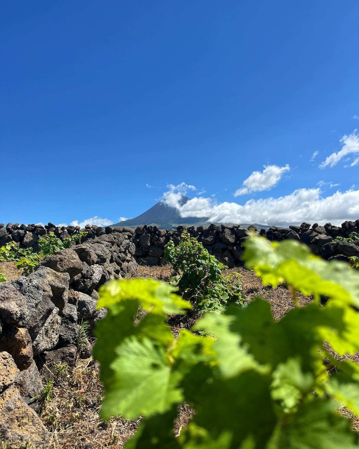 My third harvest coming soon! #pico #azores #winemaking #wine #winesofportugal #wintour @azoreswinecompany