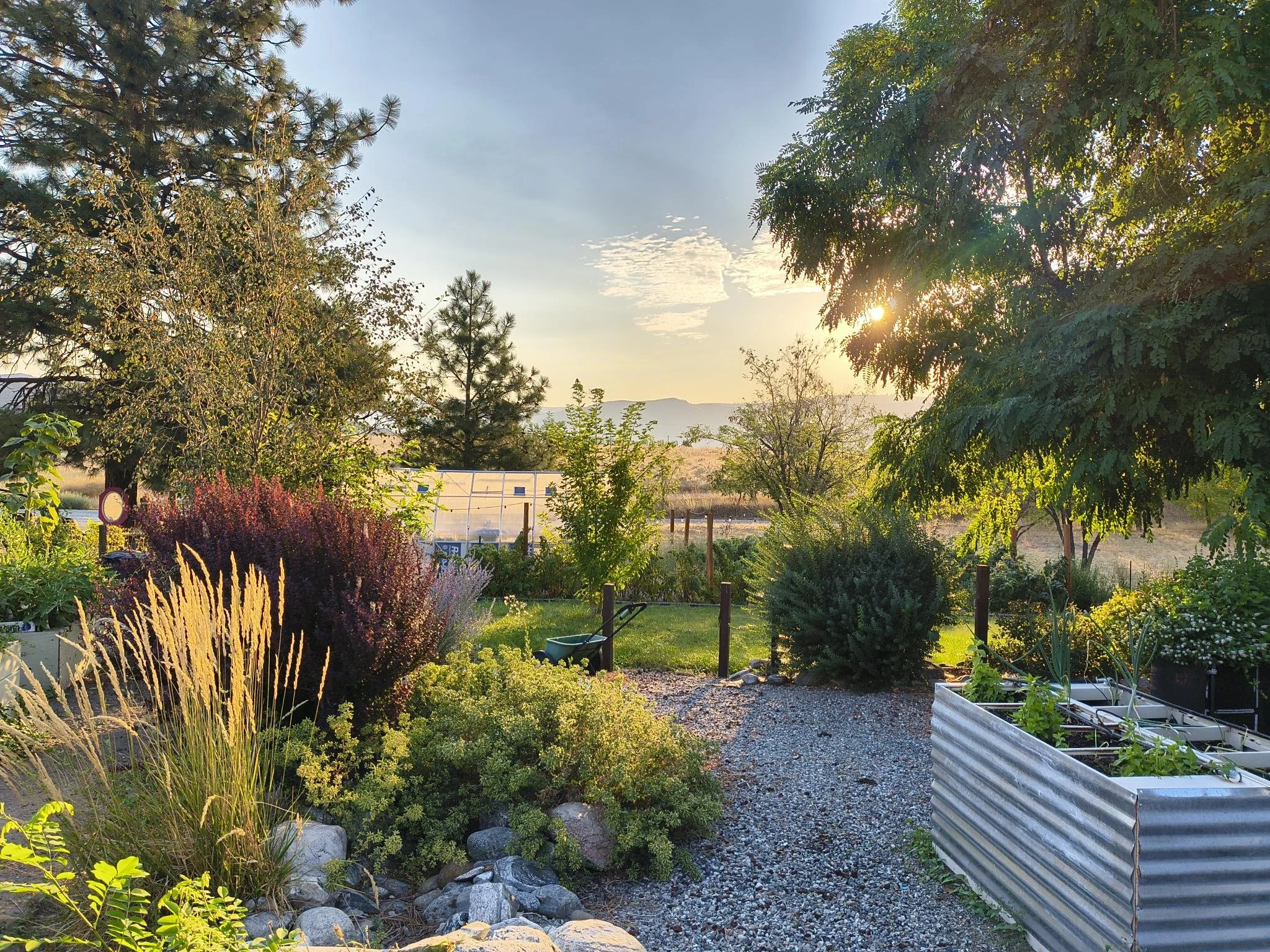 Sunset over a lush garden with various trees, shrubs, and grassy areas, including raised metal planter boxes and a gravel pathway.