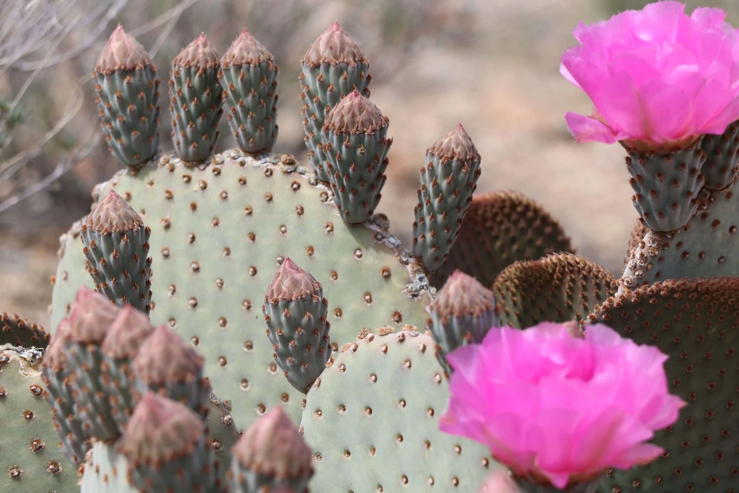magenta cactus flower.jpg