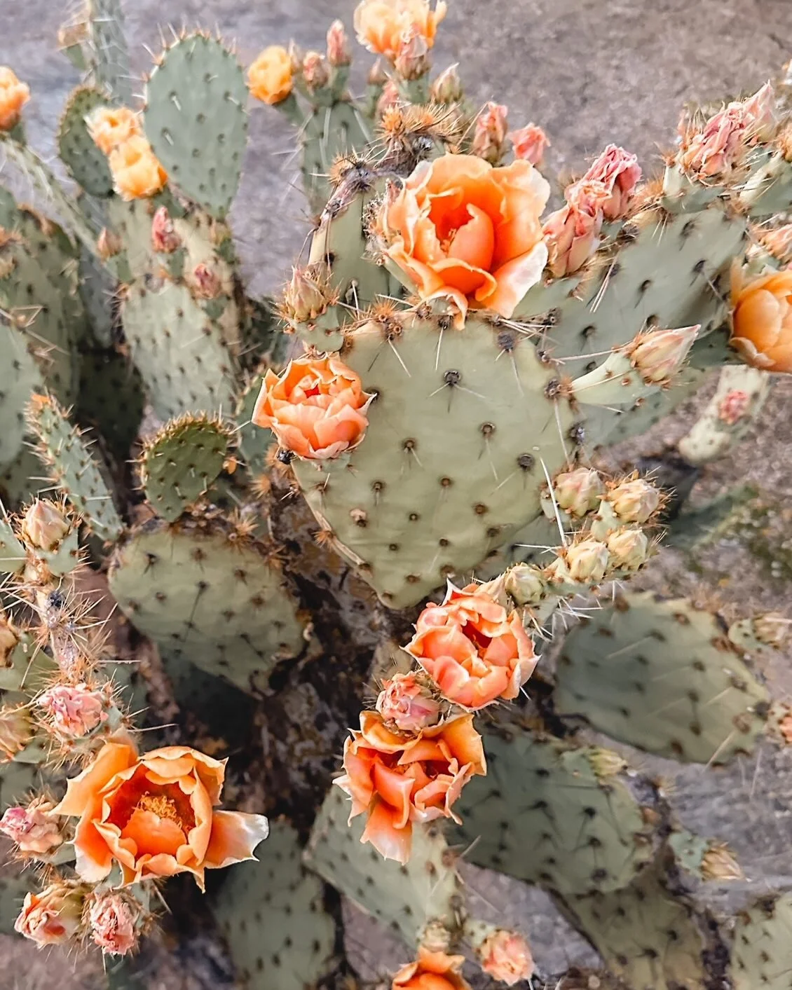 tangerine cactus flower.jpg