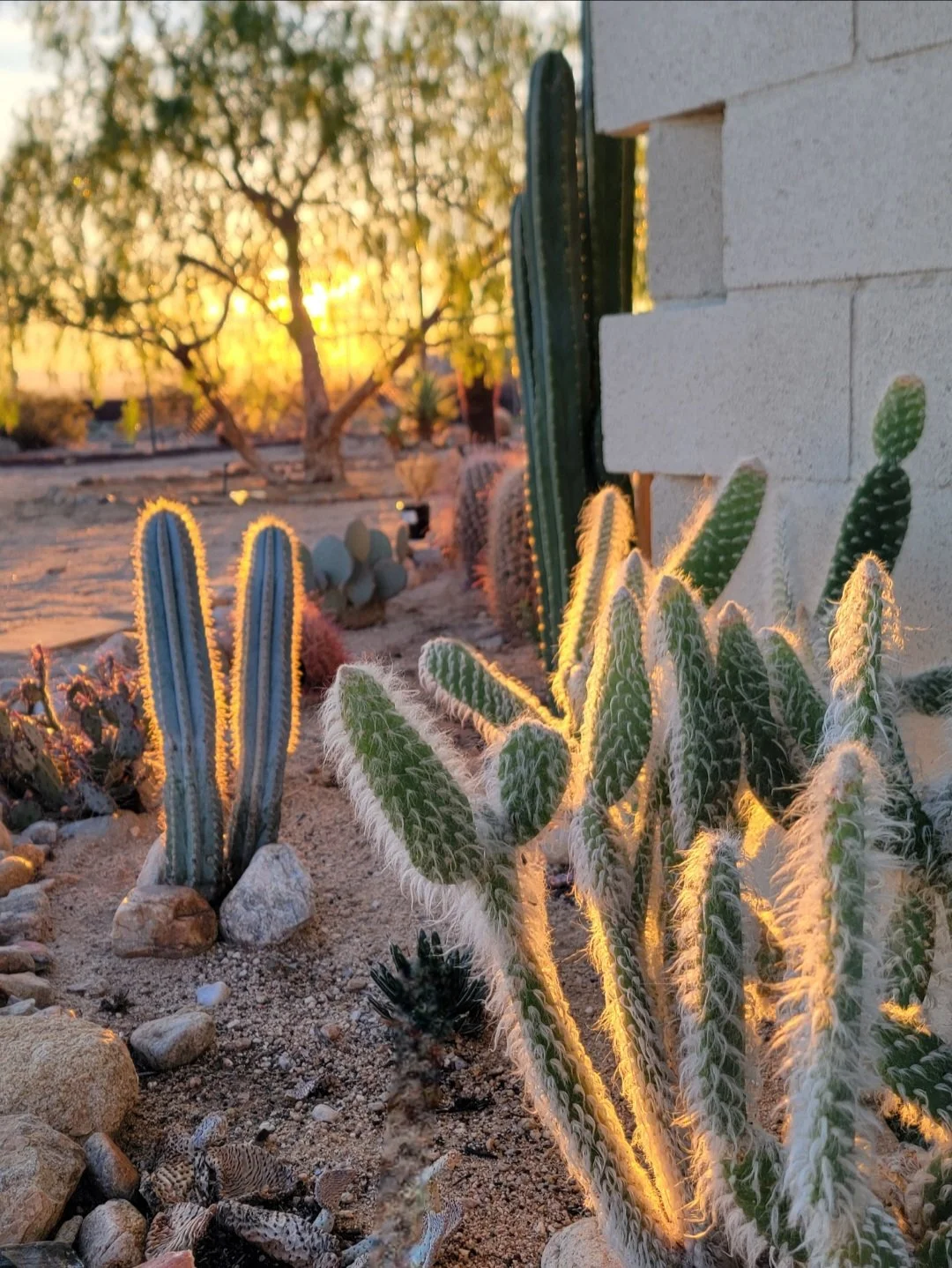 Cactus garden at Kit Fox Cabin glowing in golden hour light in the high desert near Joshua Tree