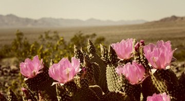 Pink cactus flowers blooming in the high desert landscape