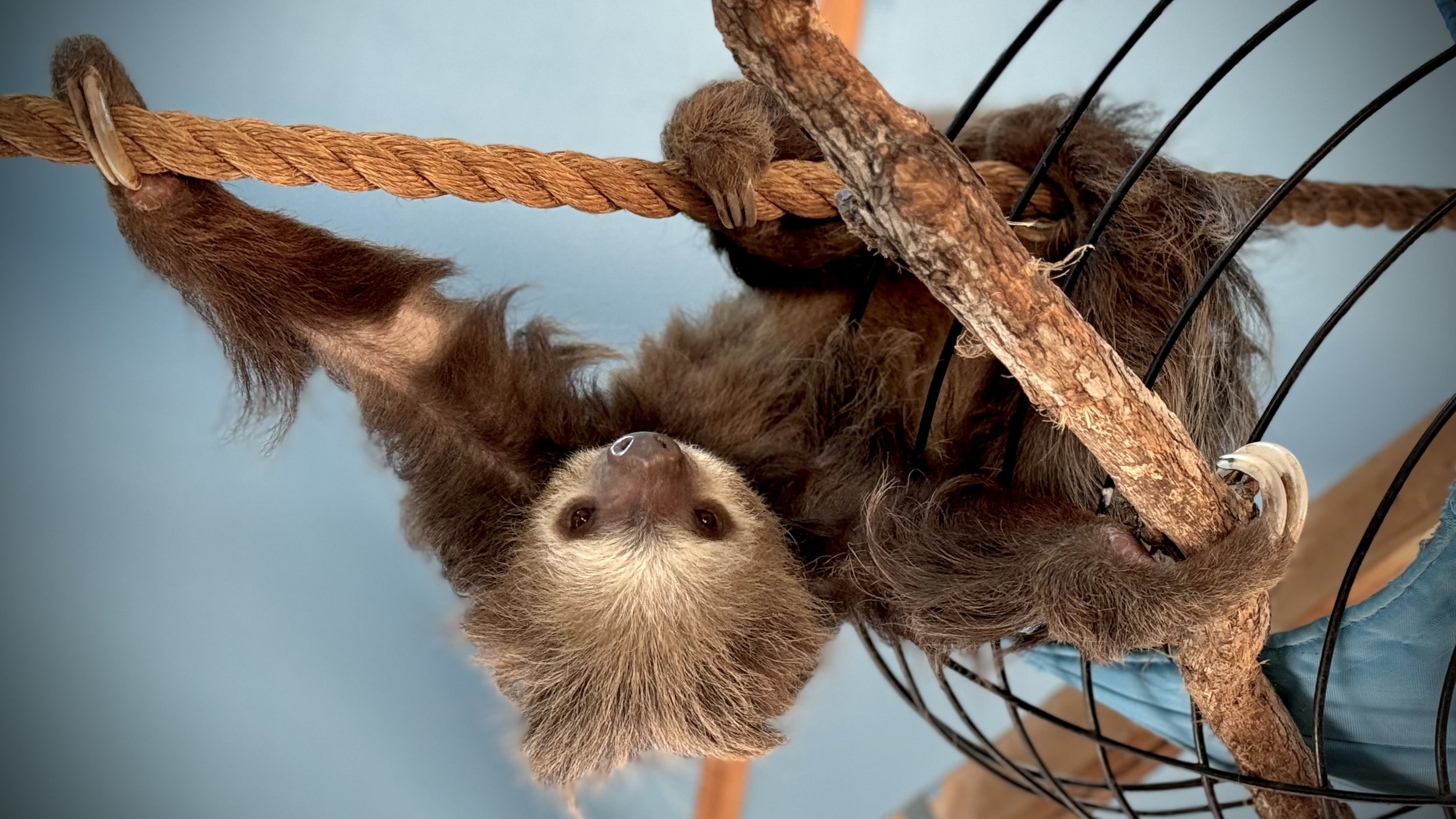 Cheyenne Mountain Zoo Sloth