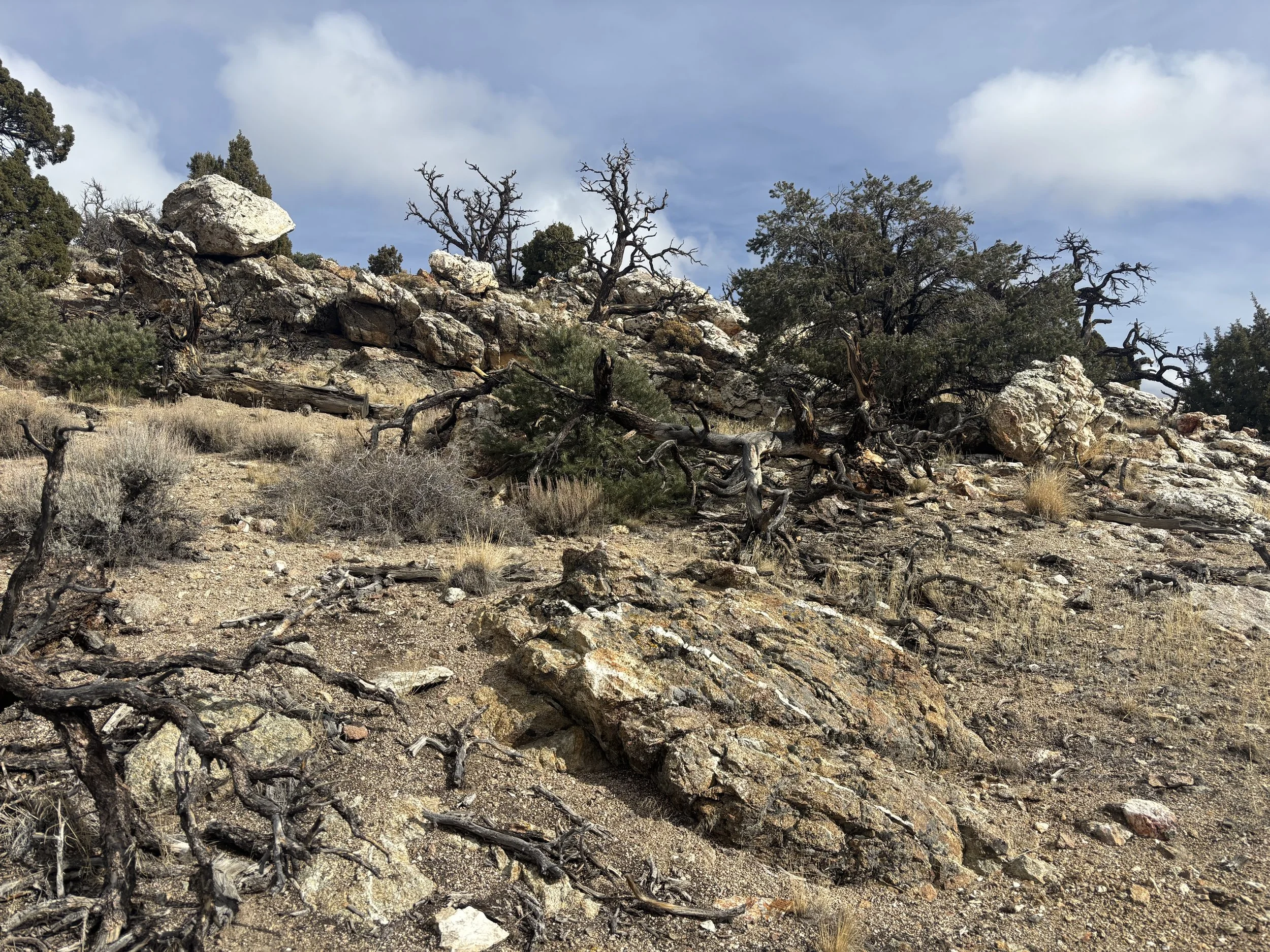 A rugged, rocky hillside with sparse dry vegetation and twisted, leafless trees under a partly cloudy sky.