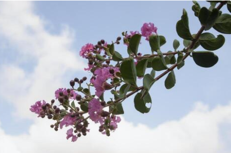 Southern Hygiene (Poem)