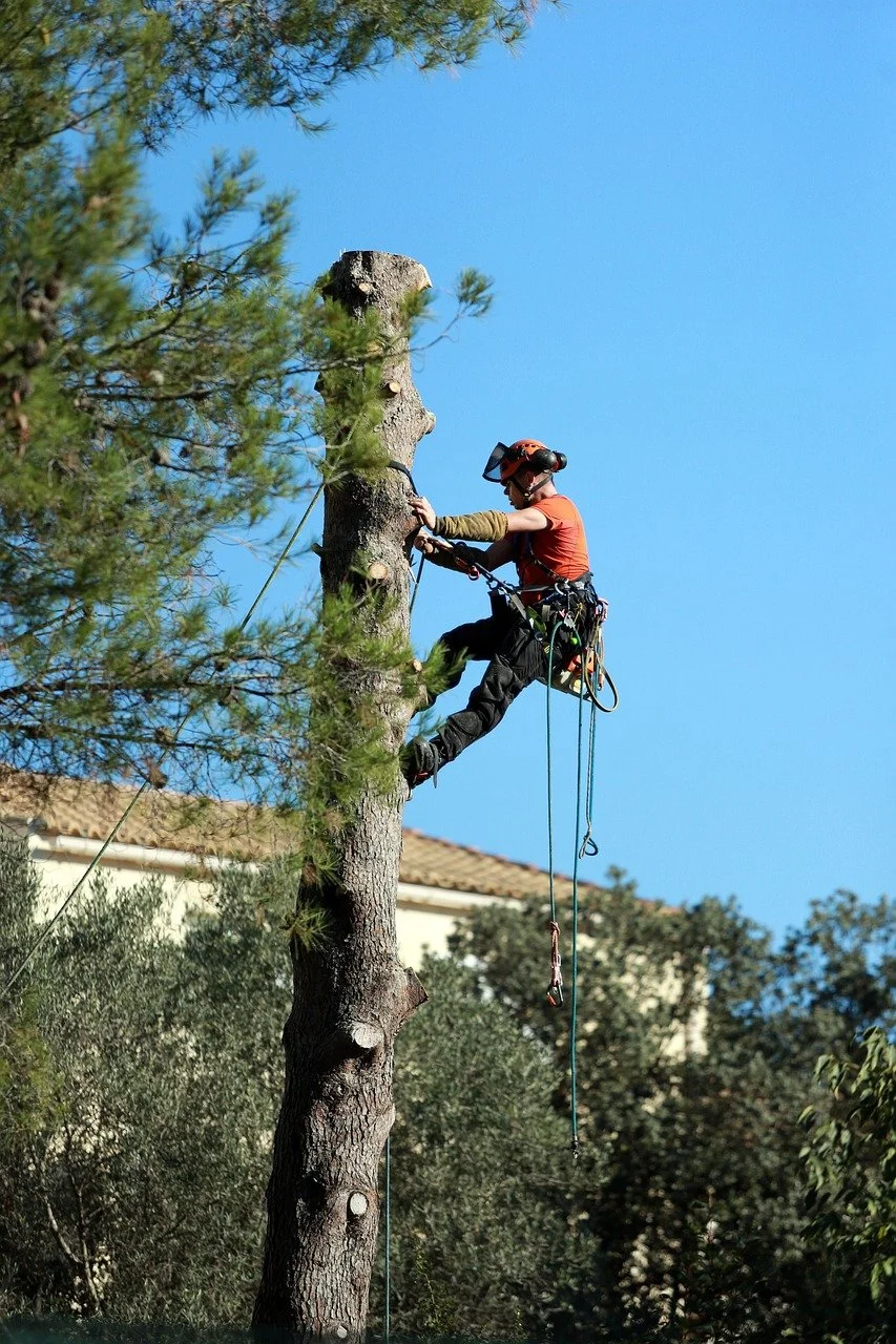 A person wearing safety gear is climbing a tall tree using ropes and harnesses in an outdoor setting with a clear blue sky and nearby houses.