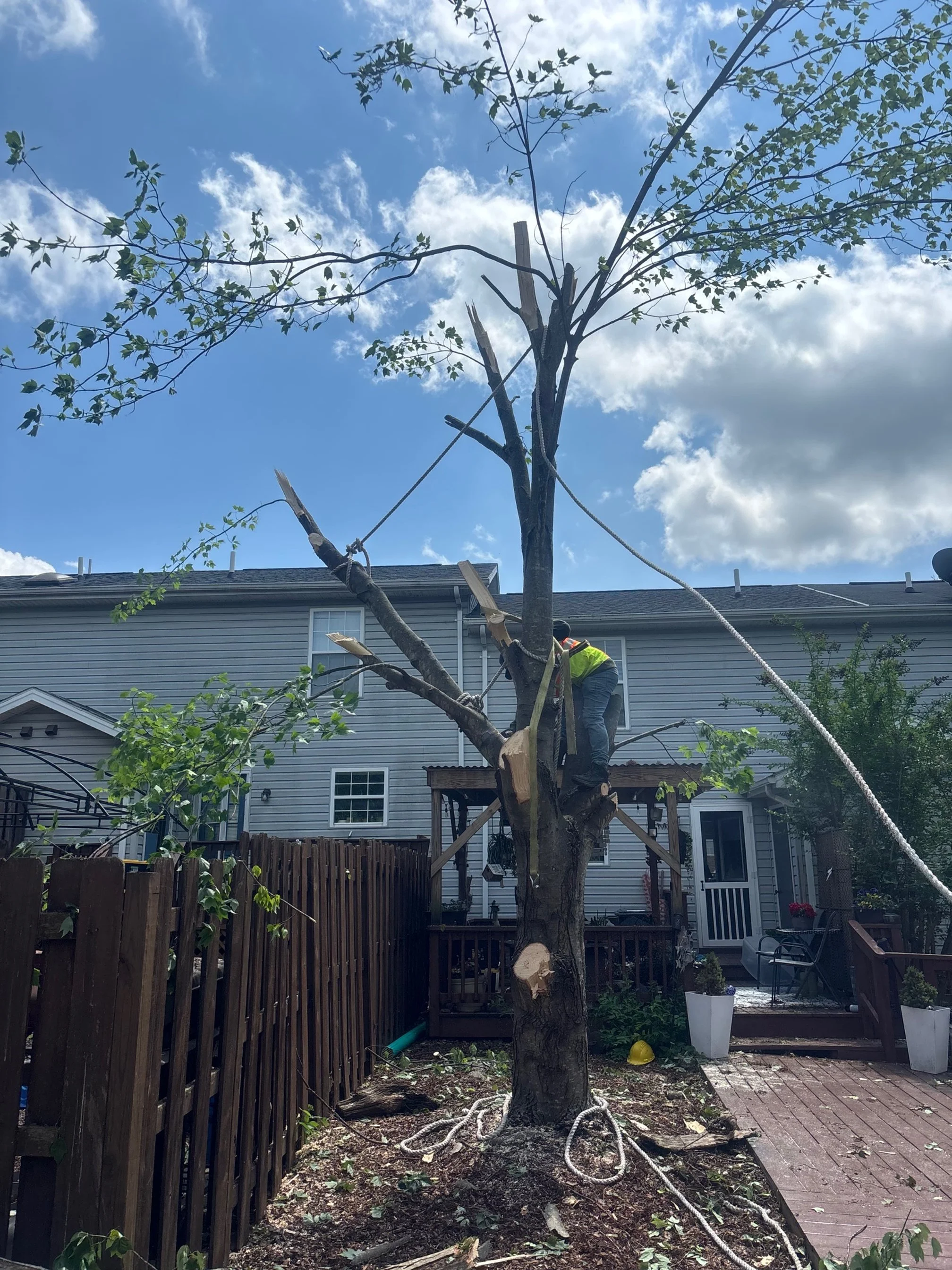 A person trimming a tree in a backyard with a house and wooden fence in the background, under a partly cloudy sky.