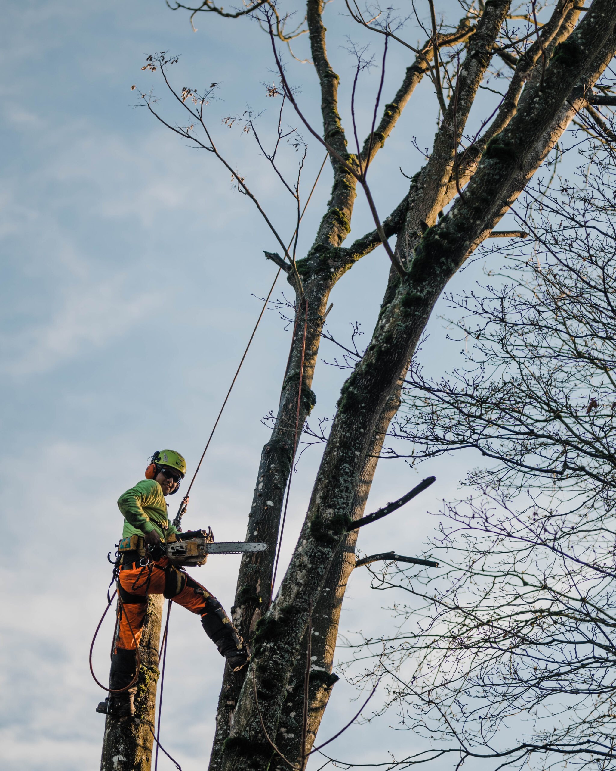 A tree worker stands on a branch with a chainsaw, trimming a large tree during daylight, with a cloudy sky in the background.