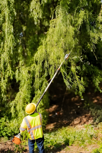 Tree trimming
