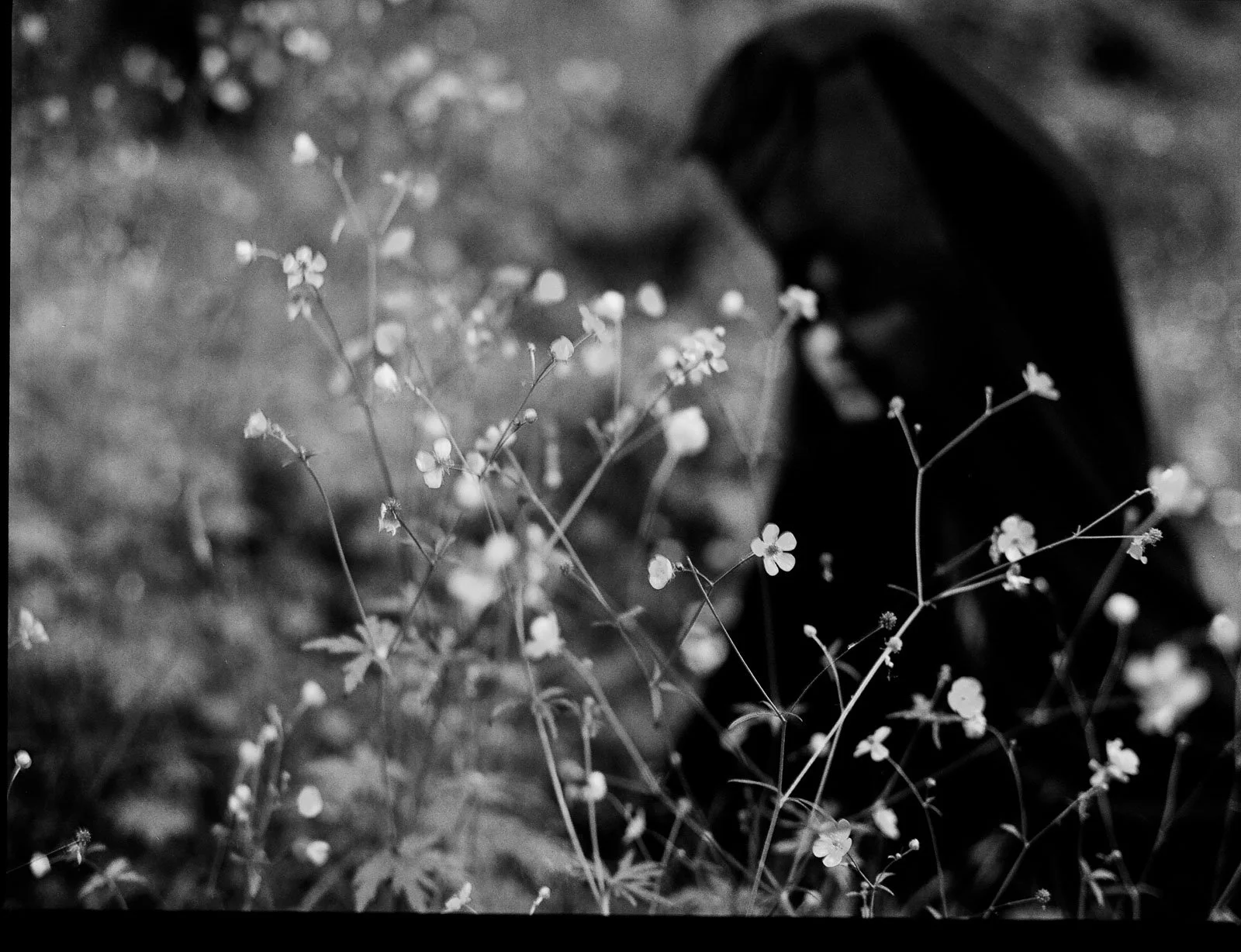 A girl in a black gown surrounded by flowers