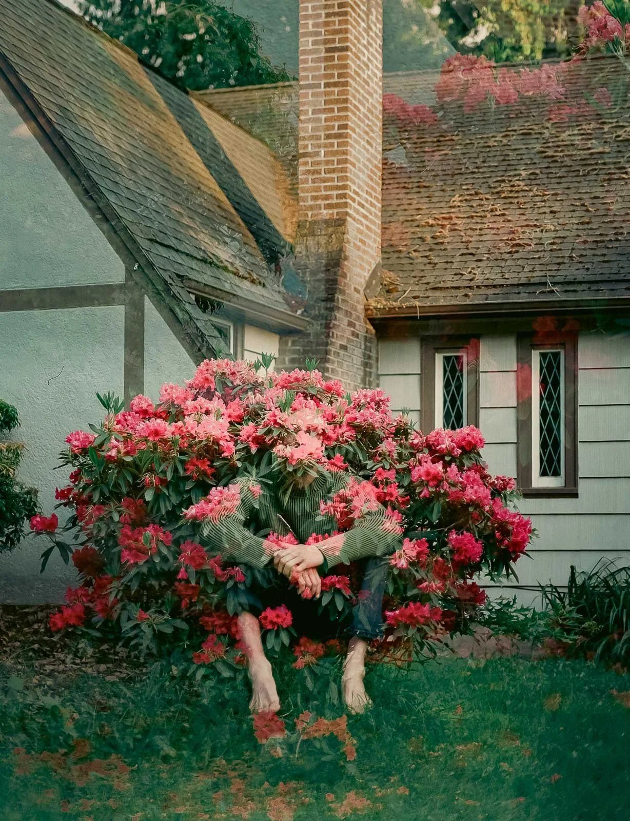 A man sitting in front of a house, seemingly inside of a Rhododendron bush