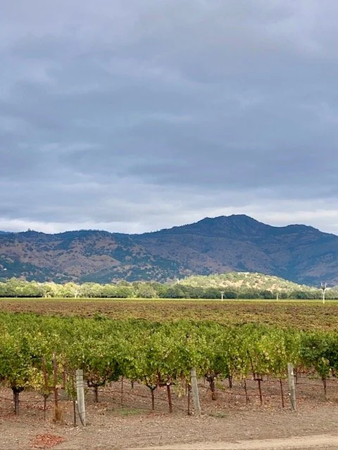 Vineyard views with green grapevines, hills or mountains in the background, and a cloudy sky above looking toward Stags Leap AVA district in Napa Valley.