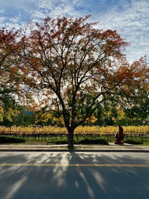 A large tree with autumn foliage standing beside a road, casting a shadow onto the street, with a vineyard and a statue in the background under a partly cloudy sky.