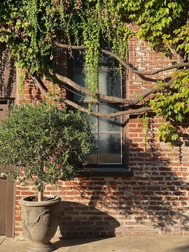 A brick building with a black window, decorated with vine and tree branches, and a potted tree on the sidewalk.
