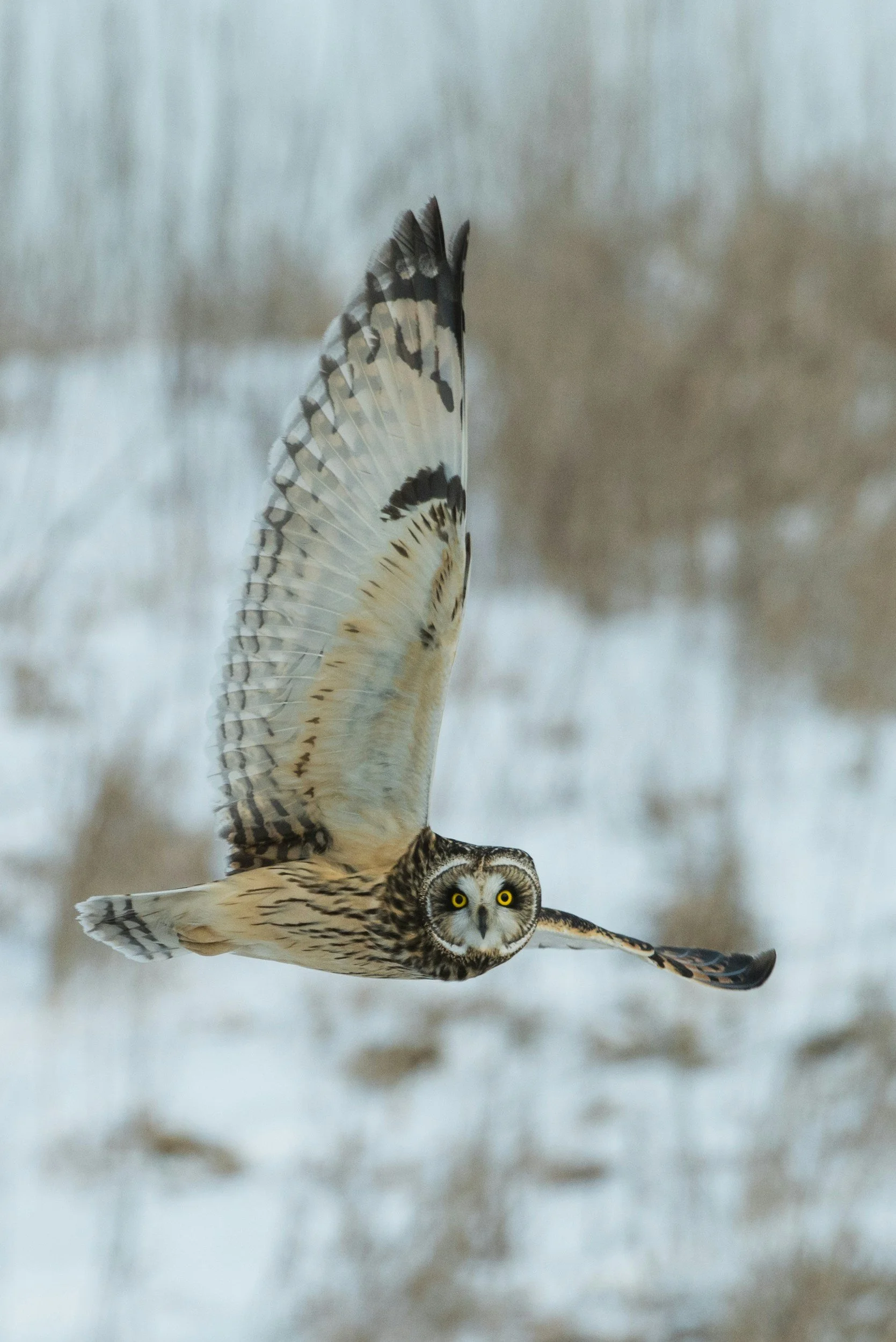 Eule fliegt durch die Luft mit ausgebreiteten Flügeln vor zu nebliger Winterlandschaft.