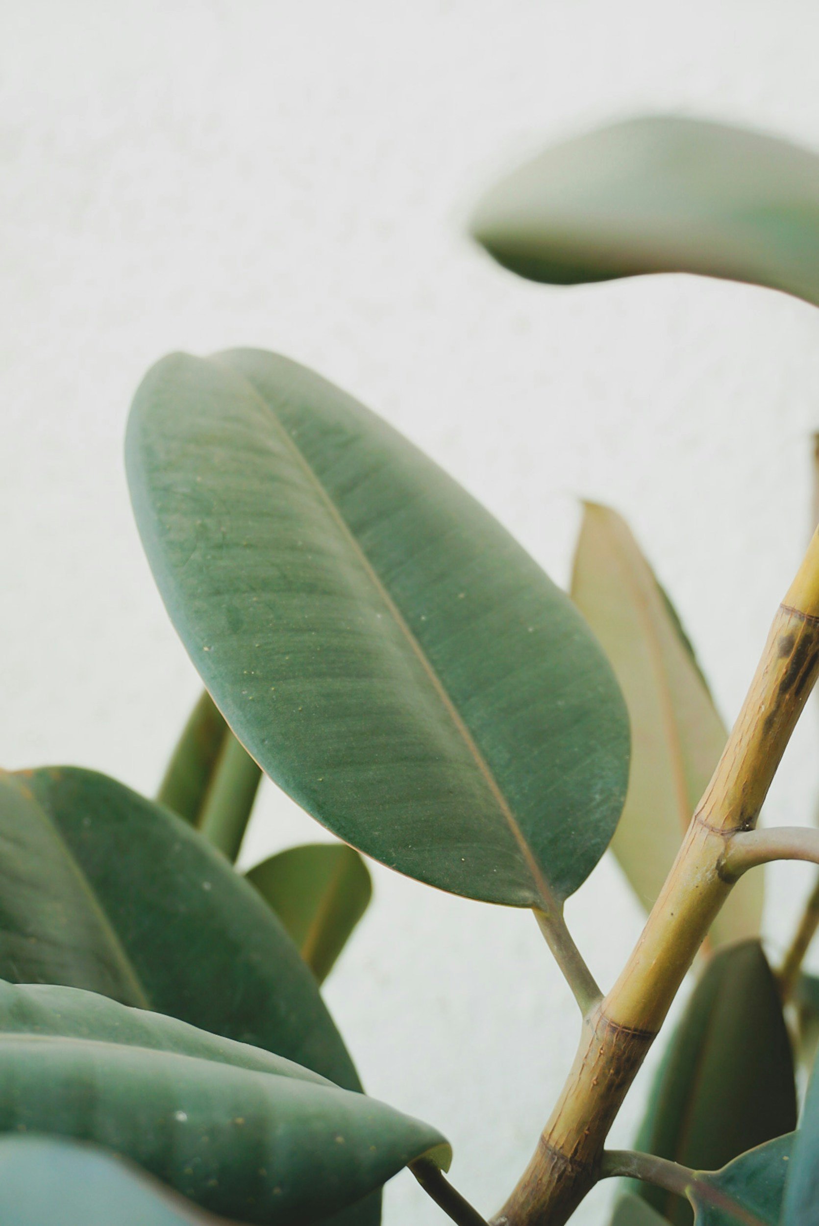 Close-up of green and yellow leaves from a plant against a light background.
