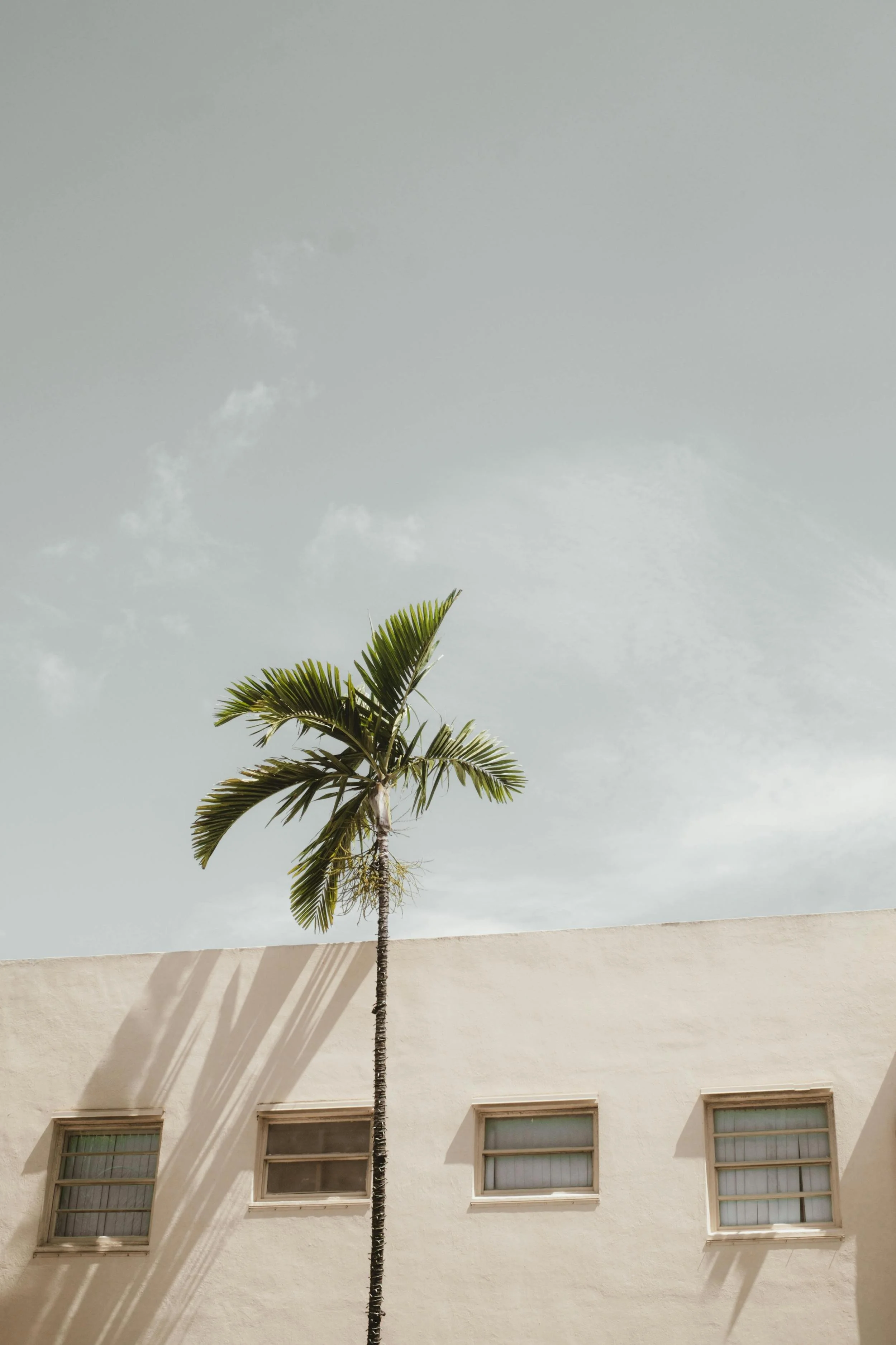 A single palm tree growing beside a white building with three small windows, under a partly cloudy sky.