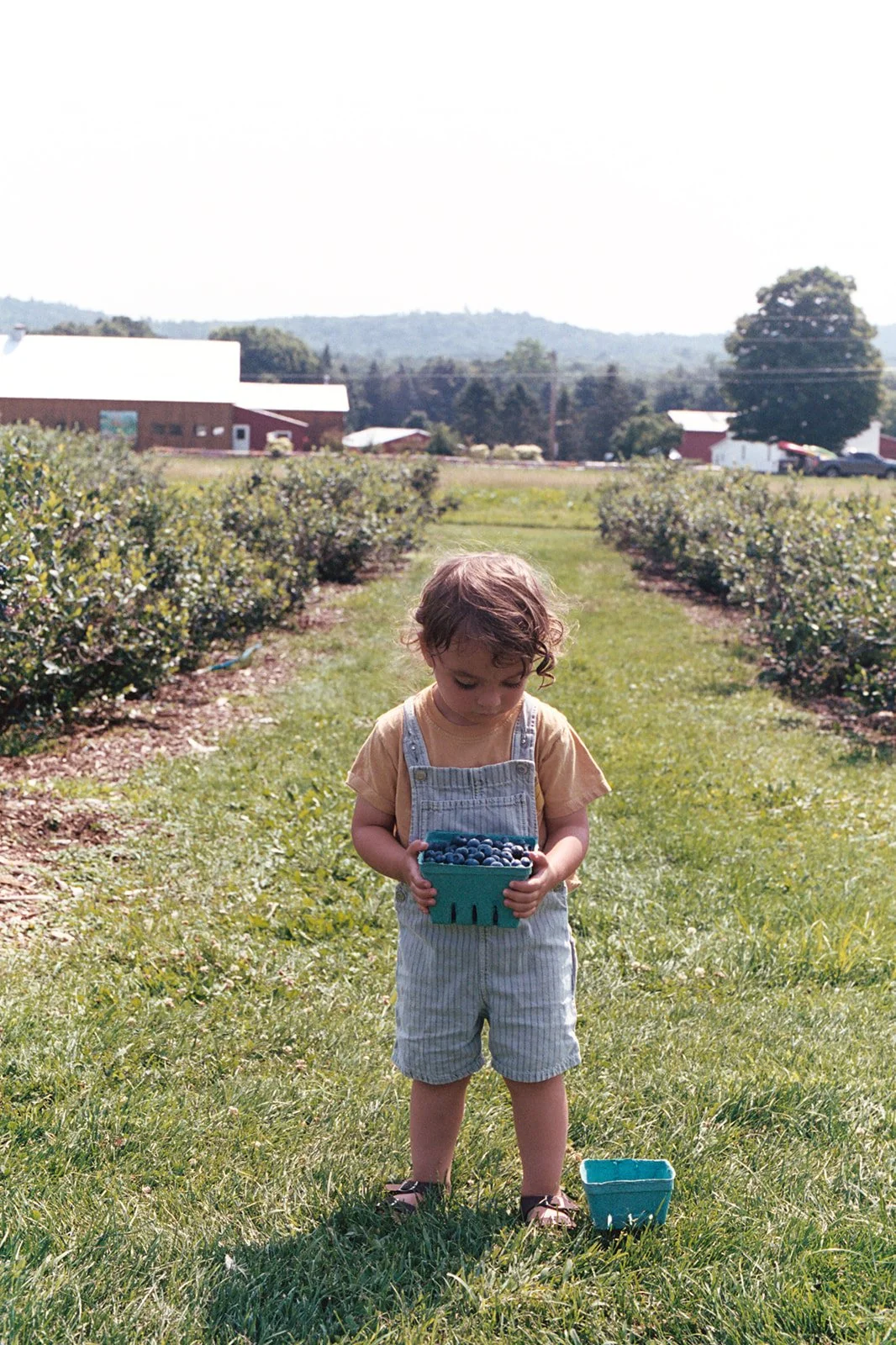 A young child with curly hair, wearing a light-colored T-shirt and striped overalls, stands on a grassy path in a blueberry farm, holding a container filled with blueberries, with a small empty container on the ground nearby. The farm has rows of blueberry bushes and structures in the background, with a scenic mountain and tree backdrop under a clear sky.