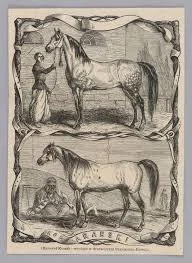 Vintage illustration of two horses, one standing and one lying down, with a person tending to the horses.