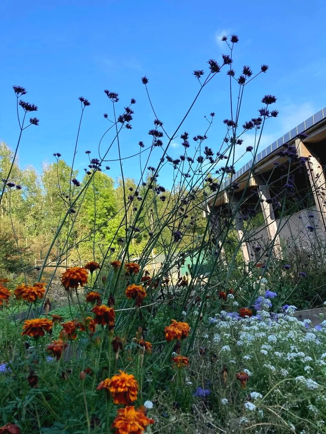 Derbyshire Eco Centre with flowers