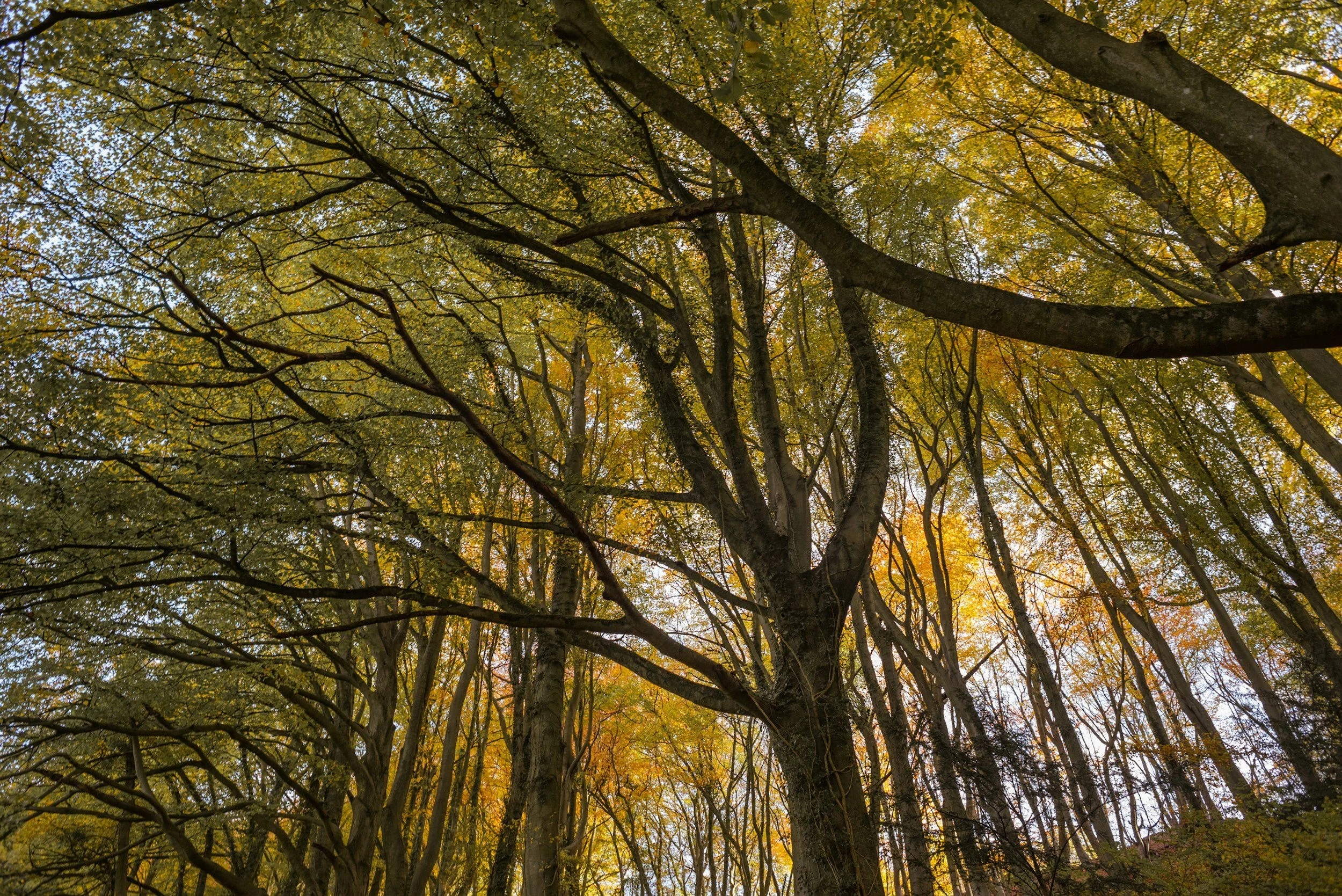 Autumn tree identification &amp; walk