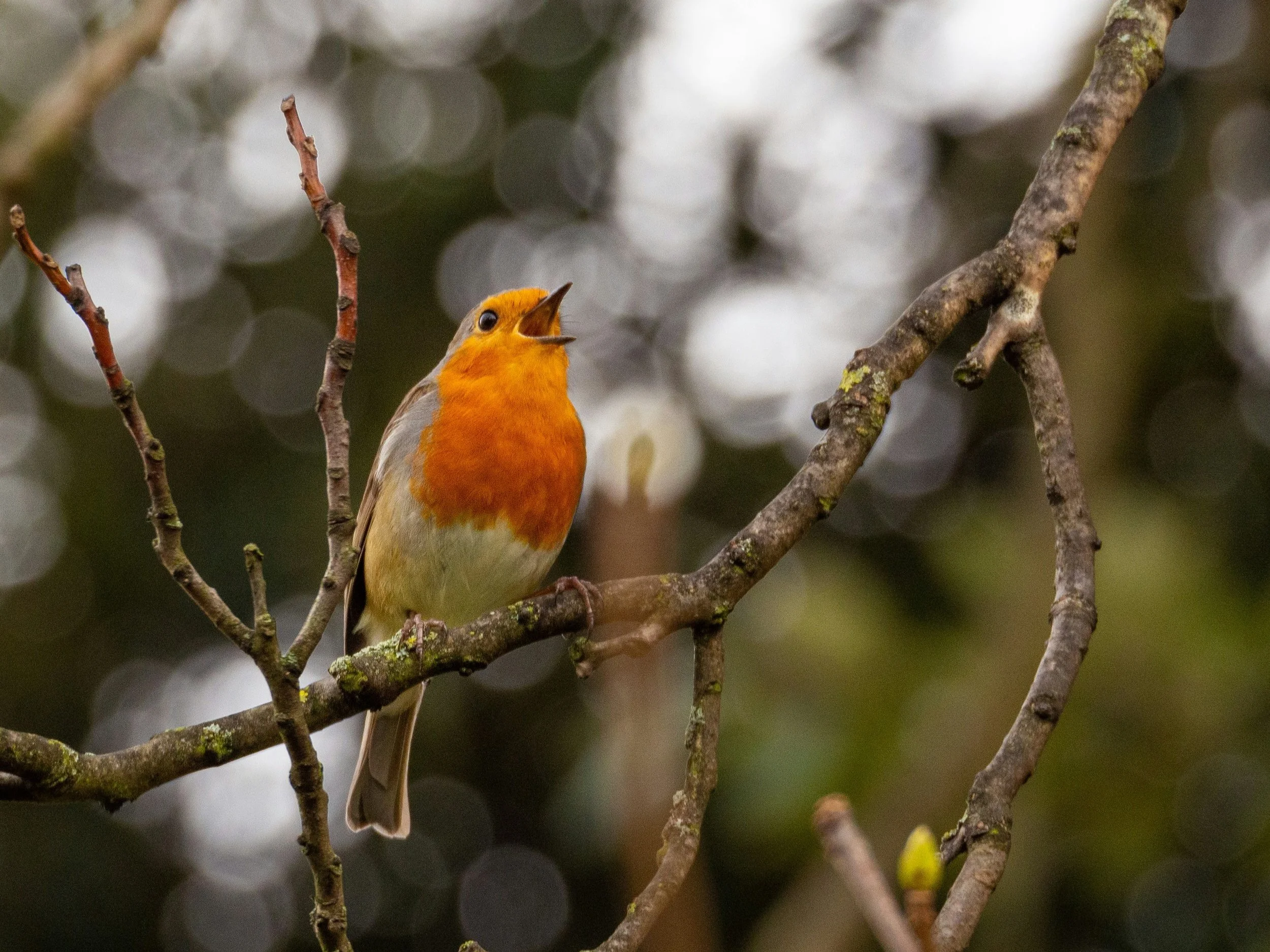 A Wild Life - Birds