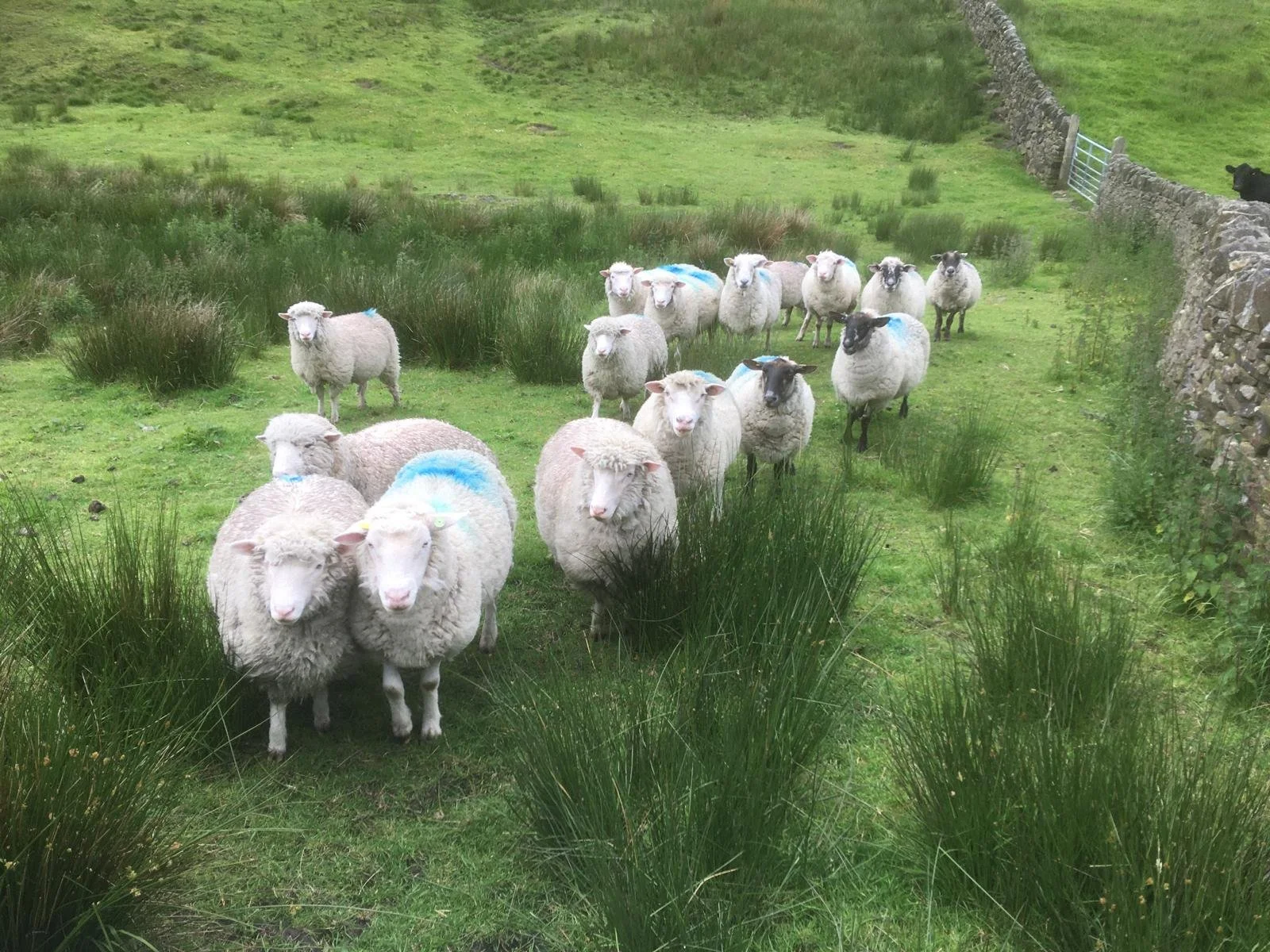 From Farm to Fork