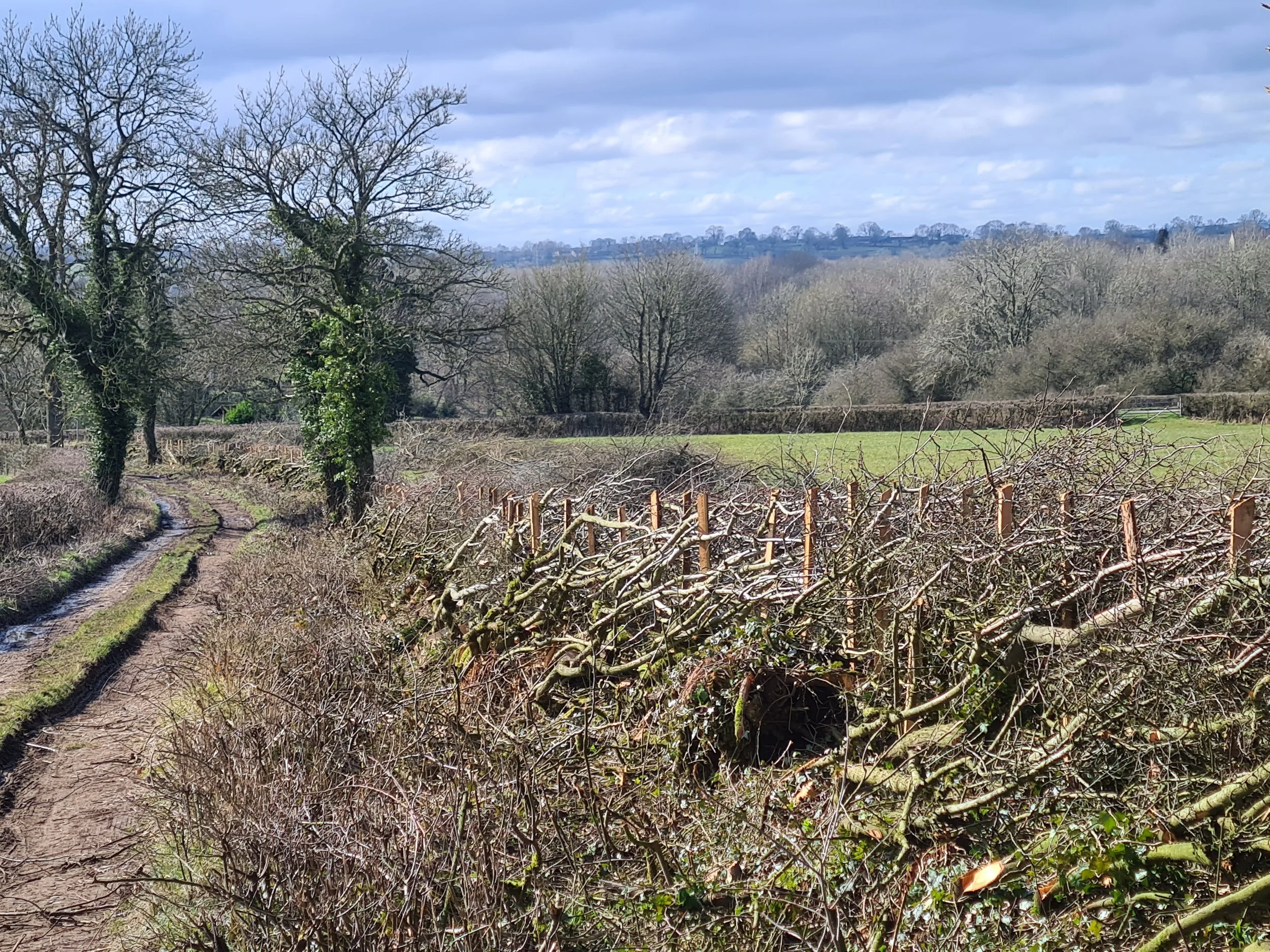Hedgelaying