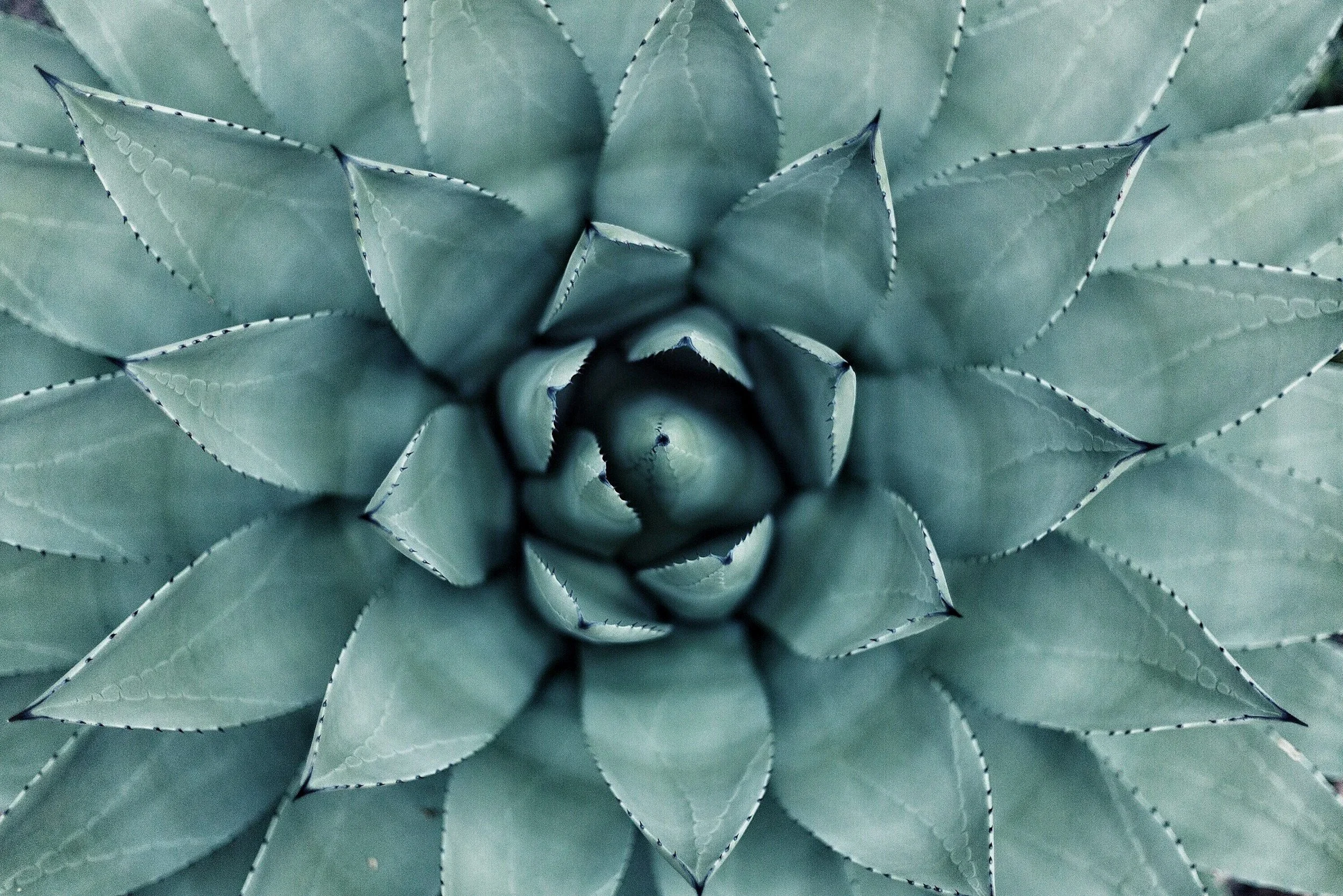 Close-up of a green succulent plant with pointed, fleshy leaves arranged in a rosette pattern.