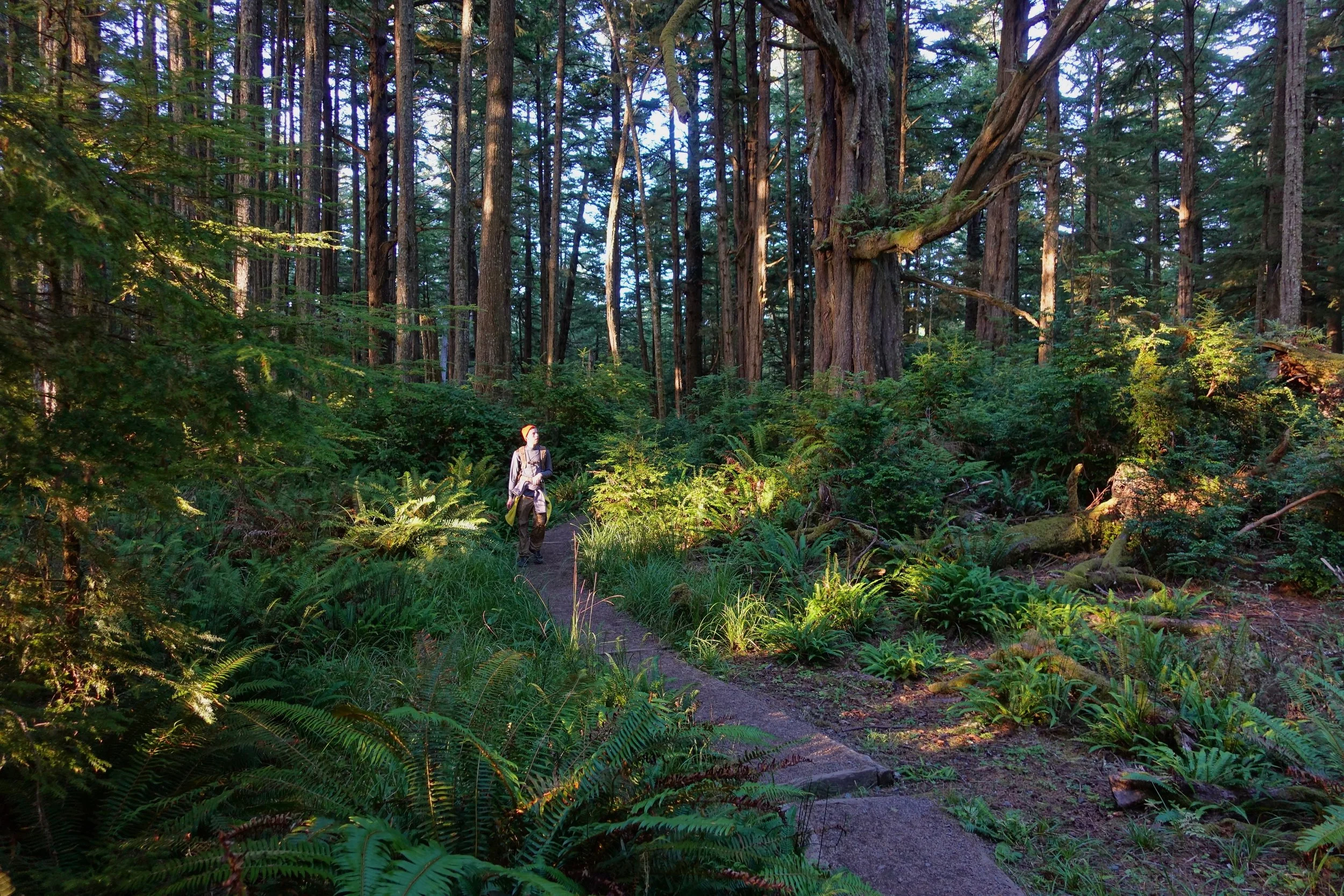 Walking through the forest on Cape Alava Trail in Washington