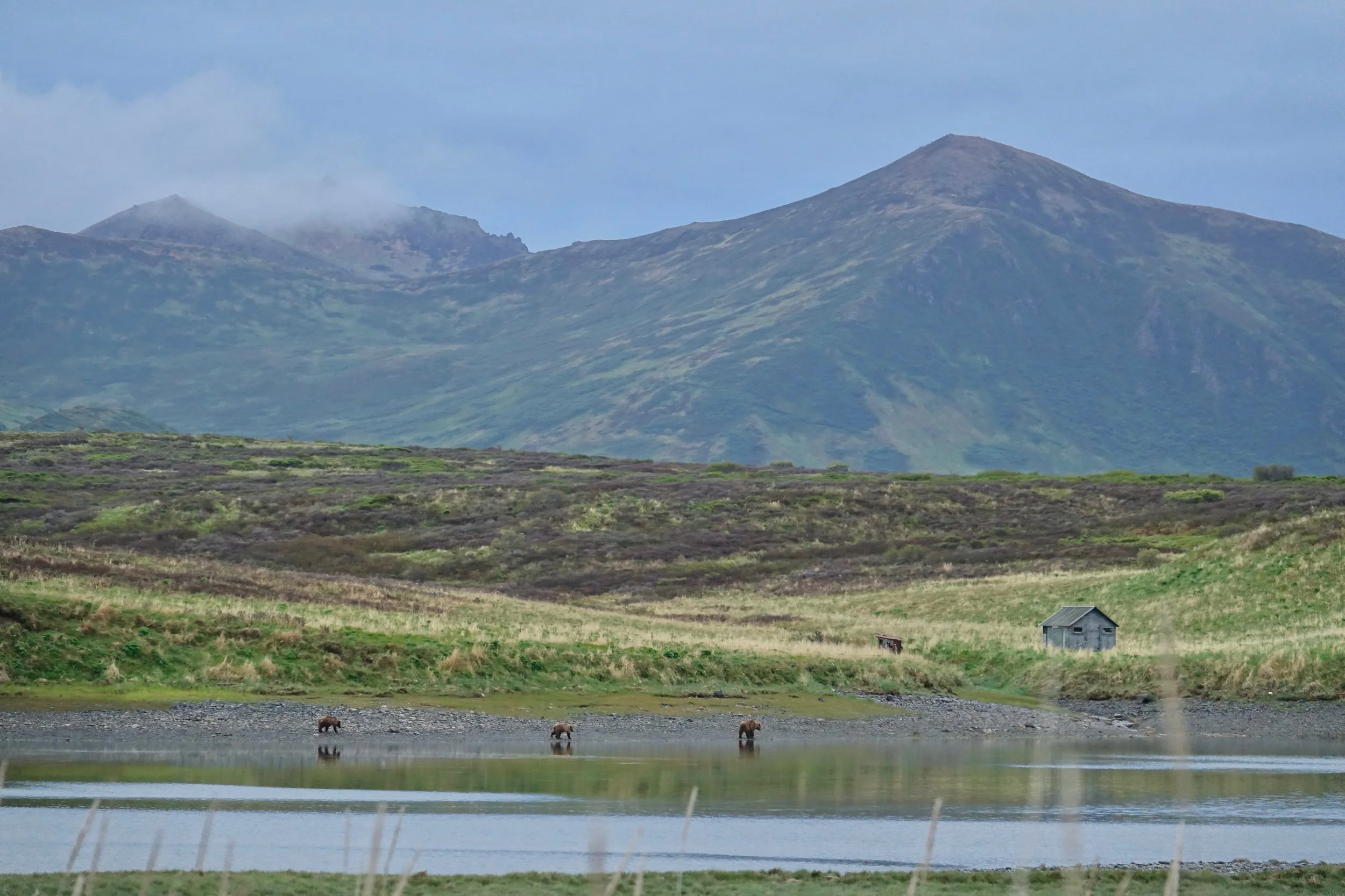 Kodiak bears on the Sturgeon River