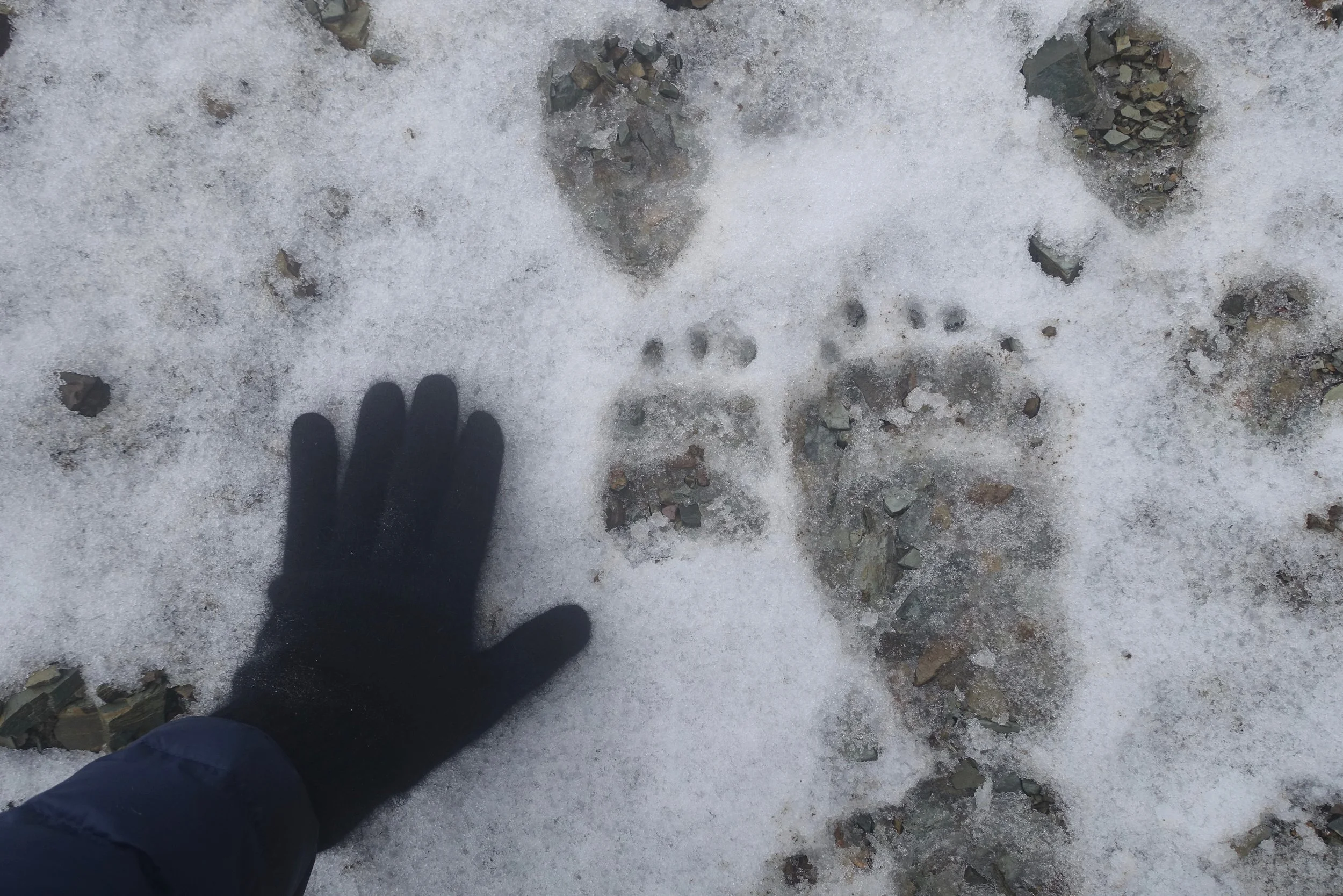 Bear tracks on the trail to Boulder Pass Montana