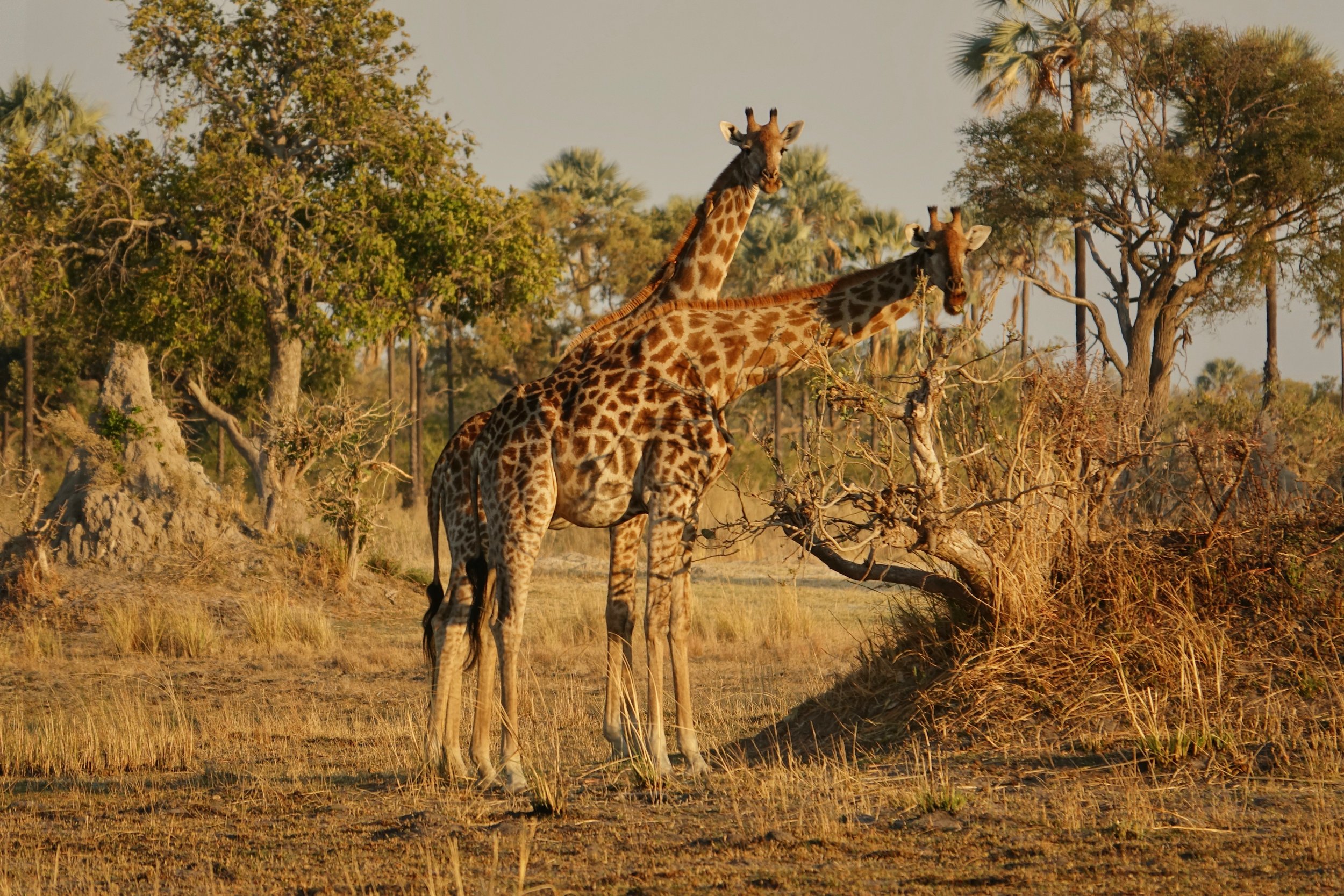 Giraffe nibbling on some branches in Okavango Delta
