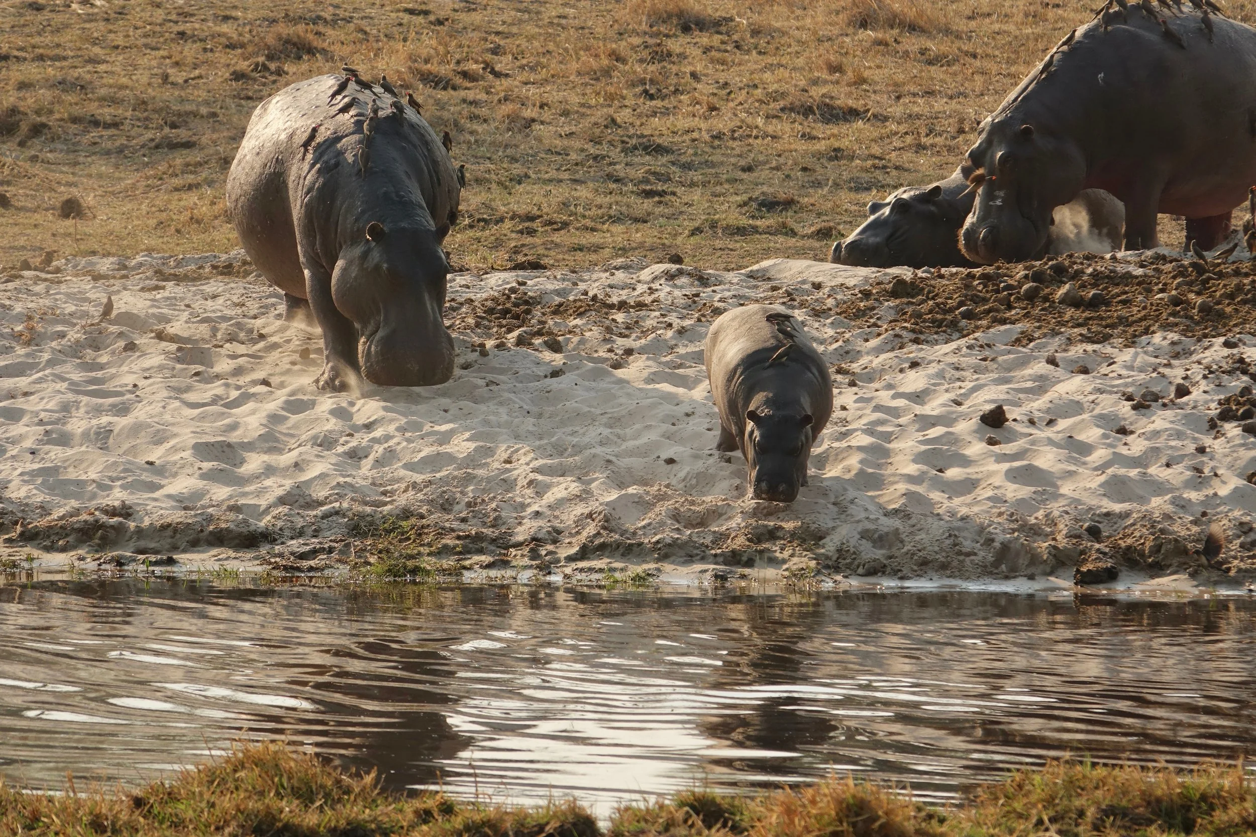 Hippos covered in birds in the Okavango Delta Botswana