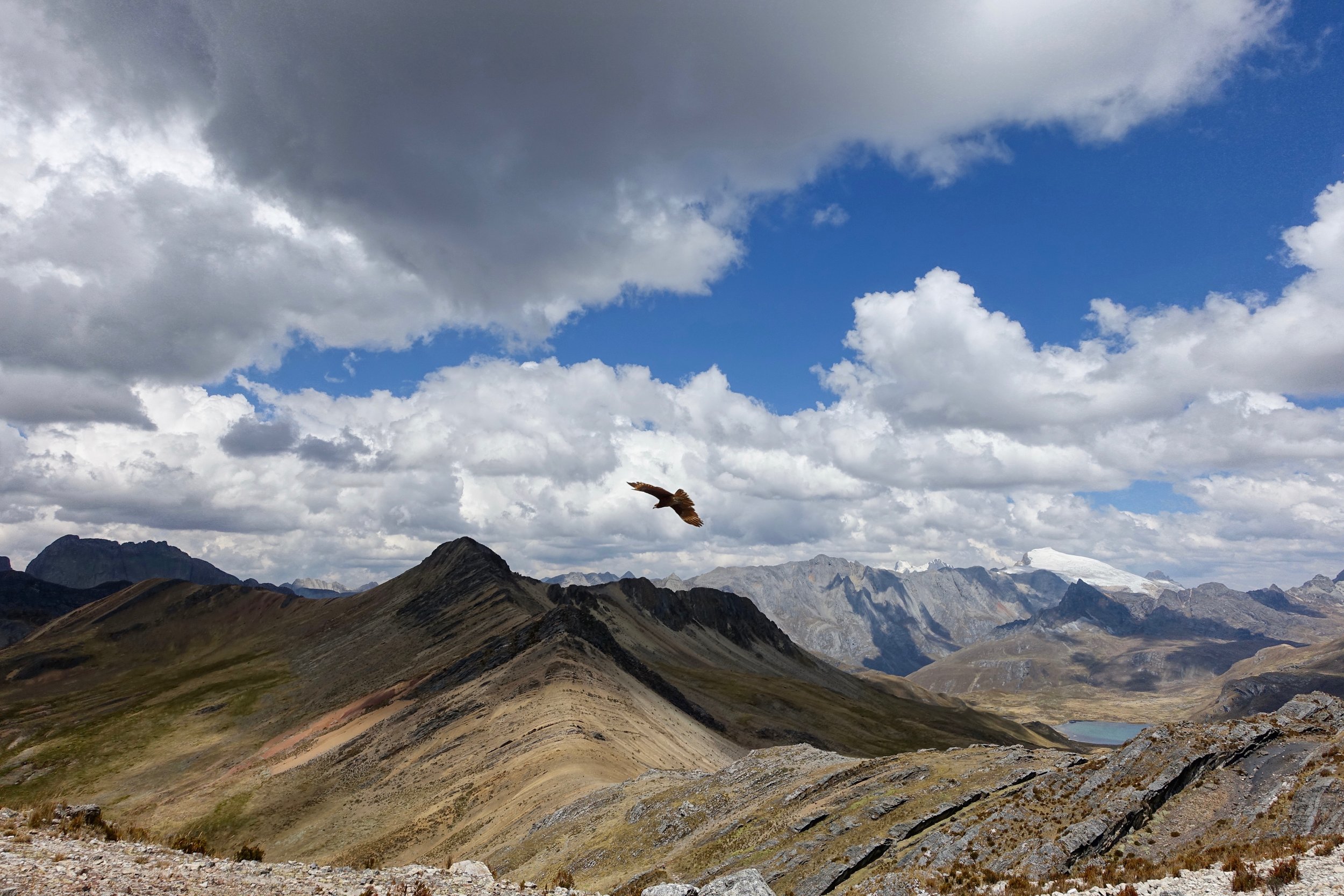 Caracara at Siula Pass on Cordillera Huayhuash hike in Peru