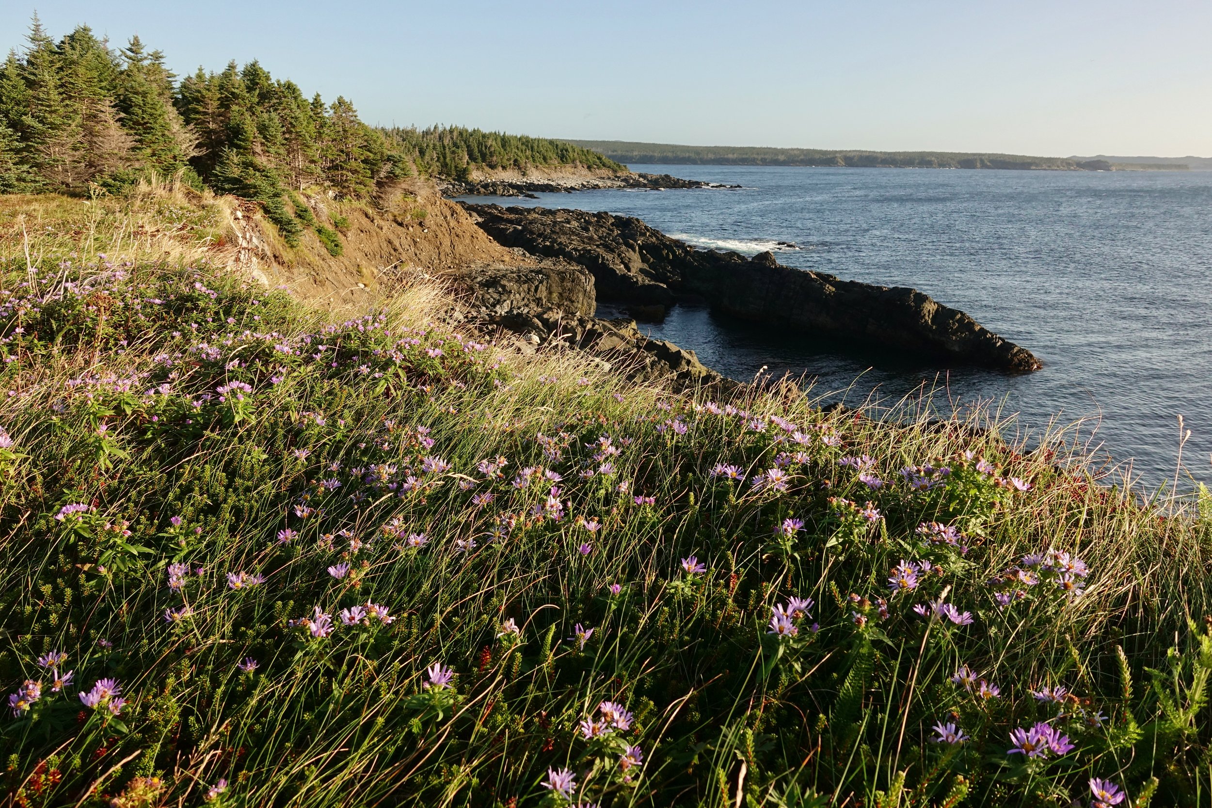Wildgrass and flowers on sunny morning on the East Coast Trail backpack in Newfoundland