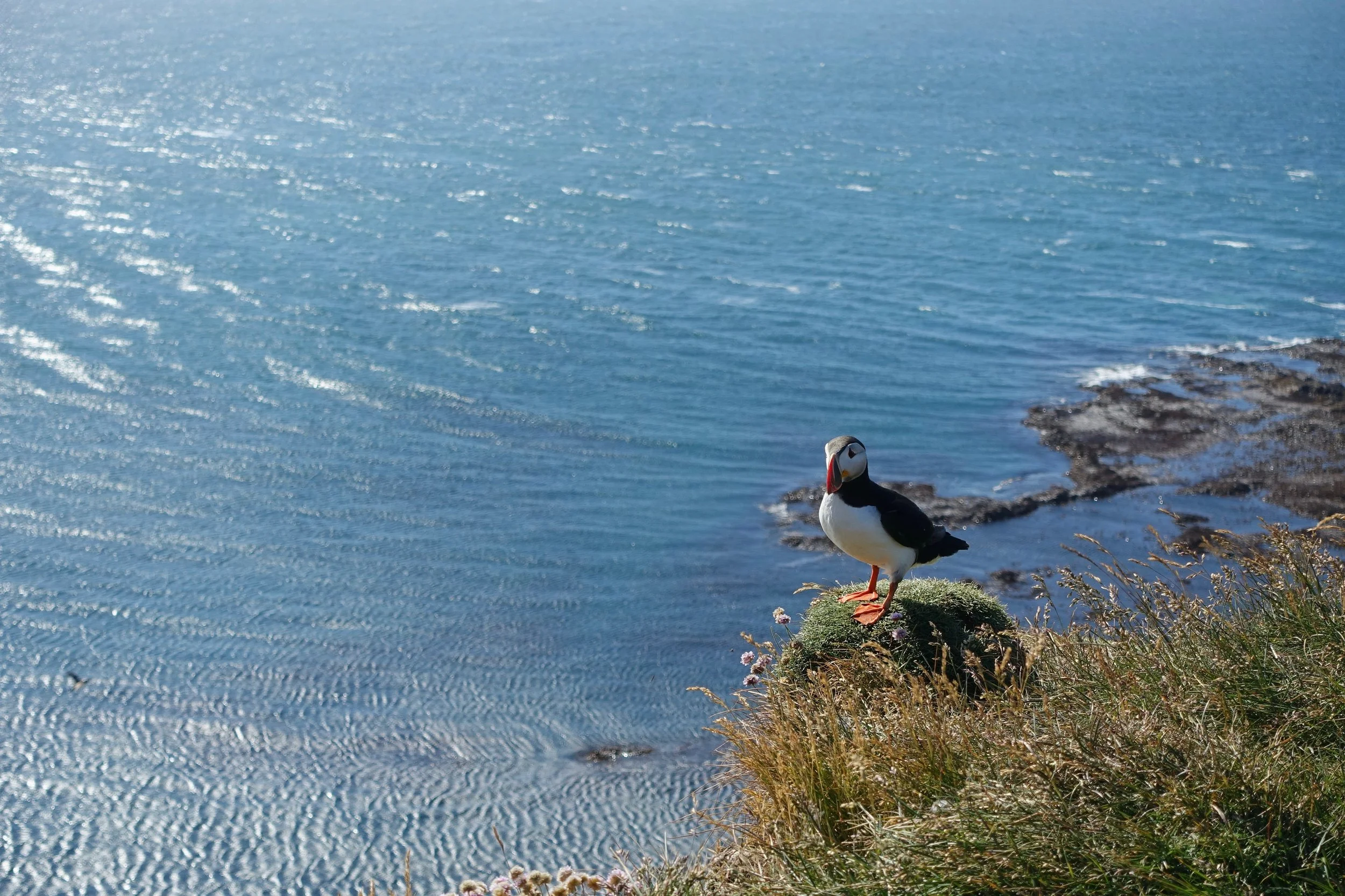 Puffin on the Latrabjarg cliffs in Iceland
