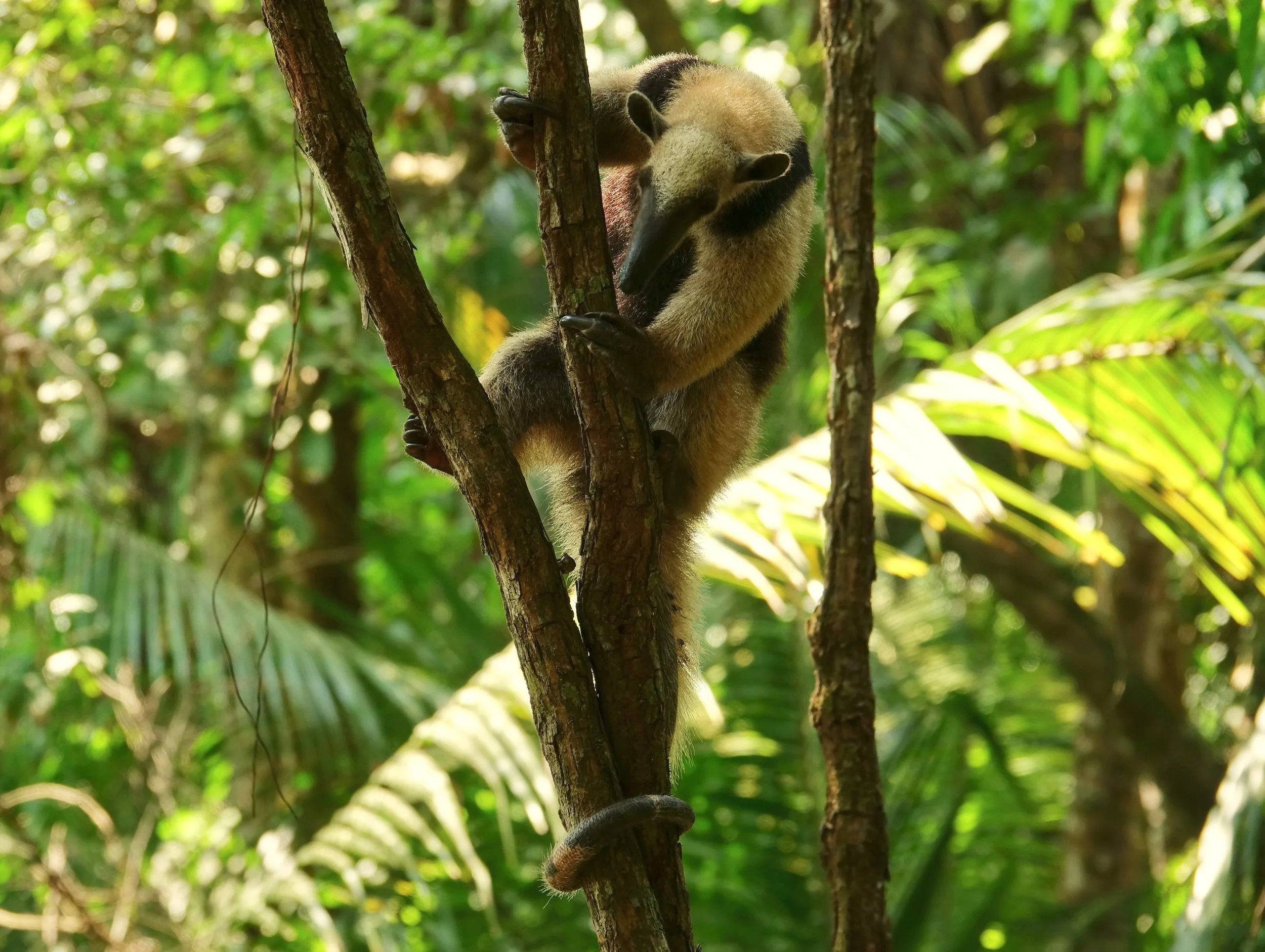 Anteater in the trees in Corcovado National Park hike in Costa Rica
