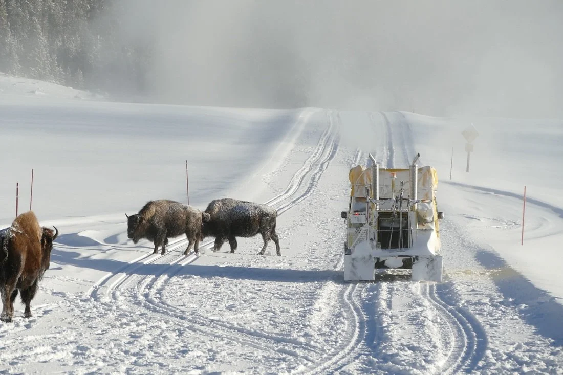 Buffalo in the road at Yellowstone National Park in winter