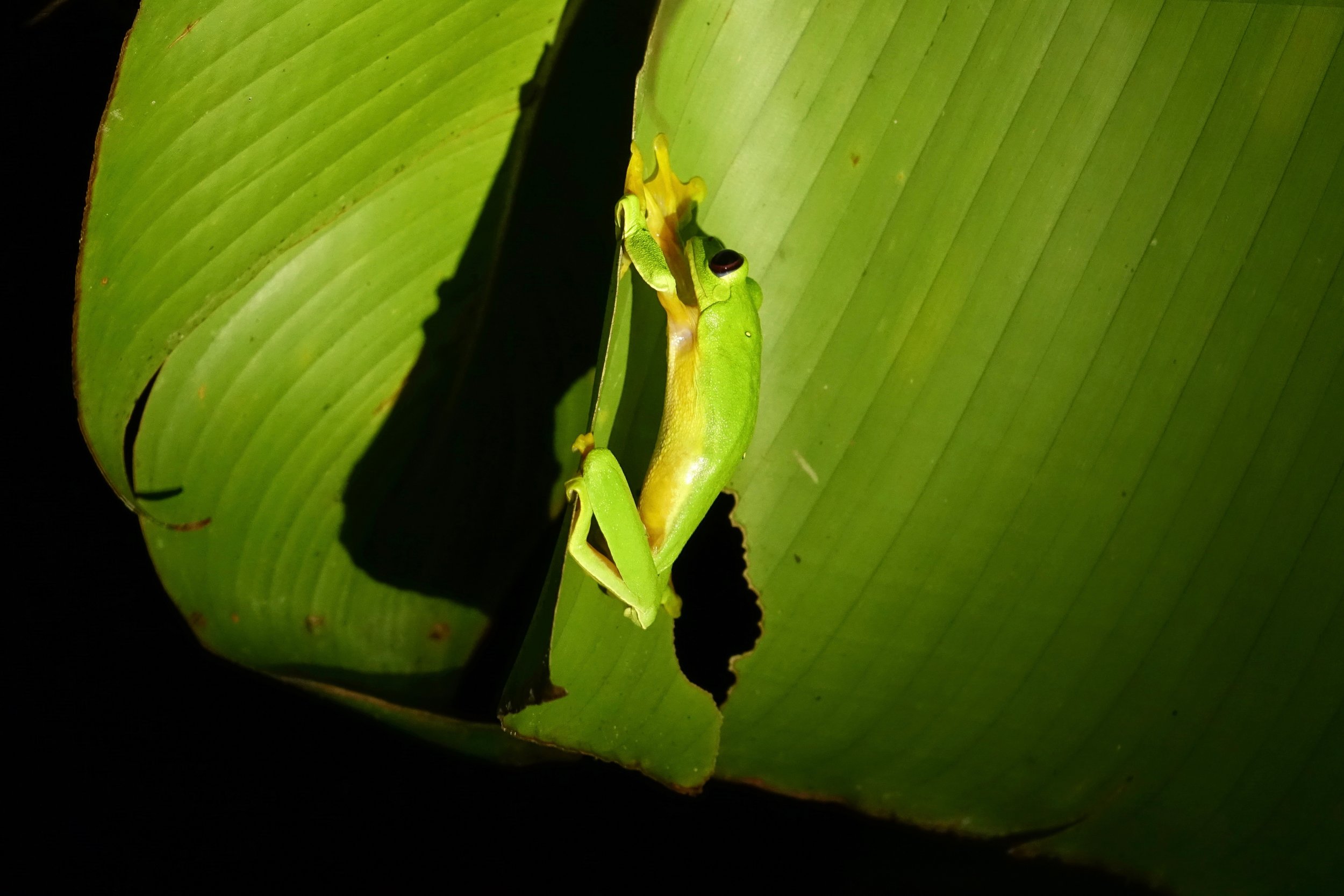 Tree frog on a night walk