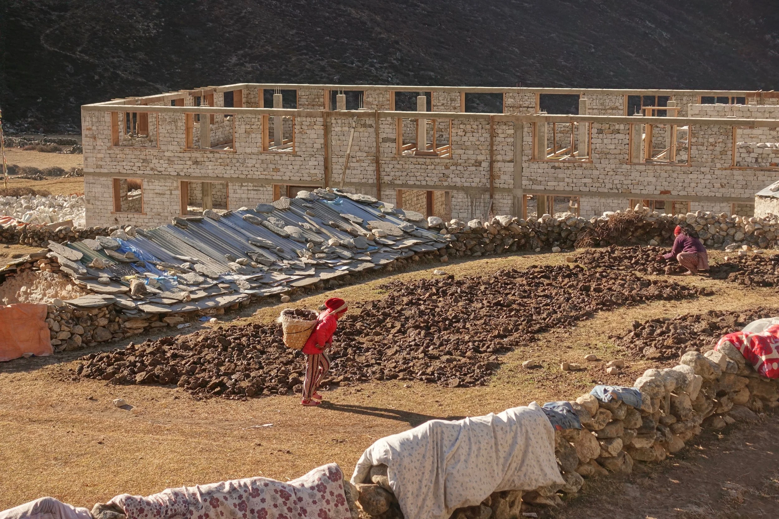 Collecting yak dung and drying it out in the morning sunshine