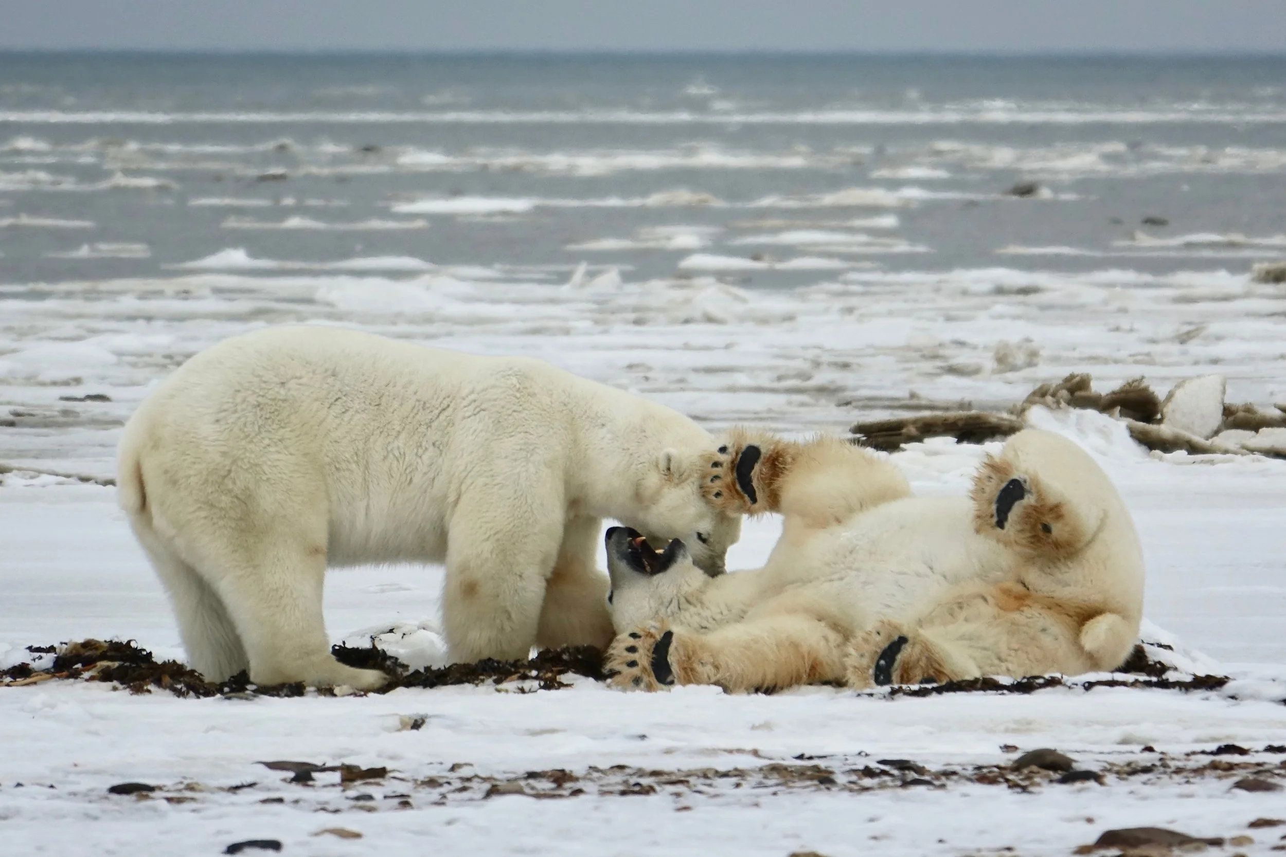 Polar bears play fighting on safari