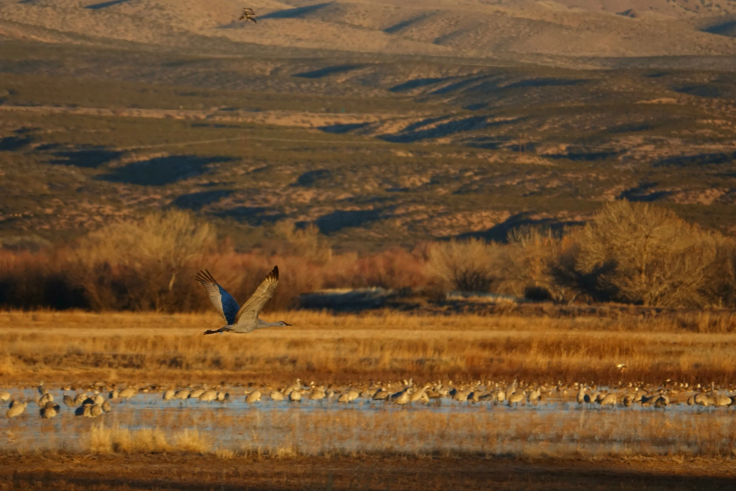 Flying cranes in Bosque del Apache in New Mexico