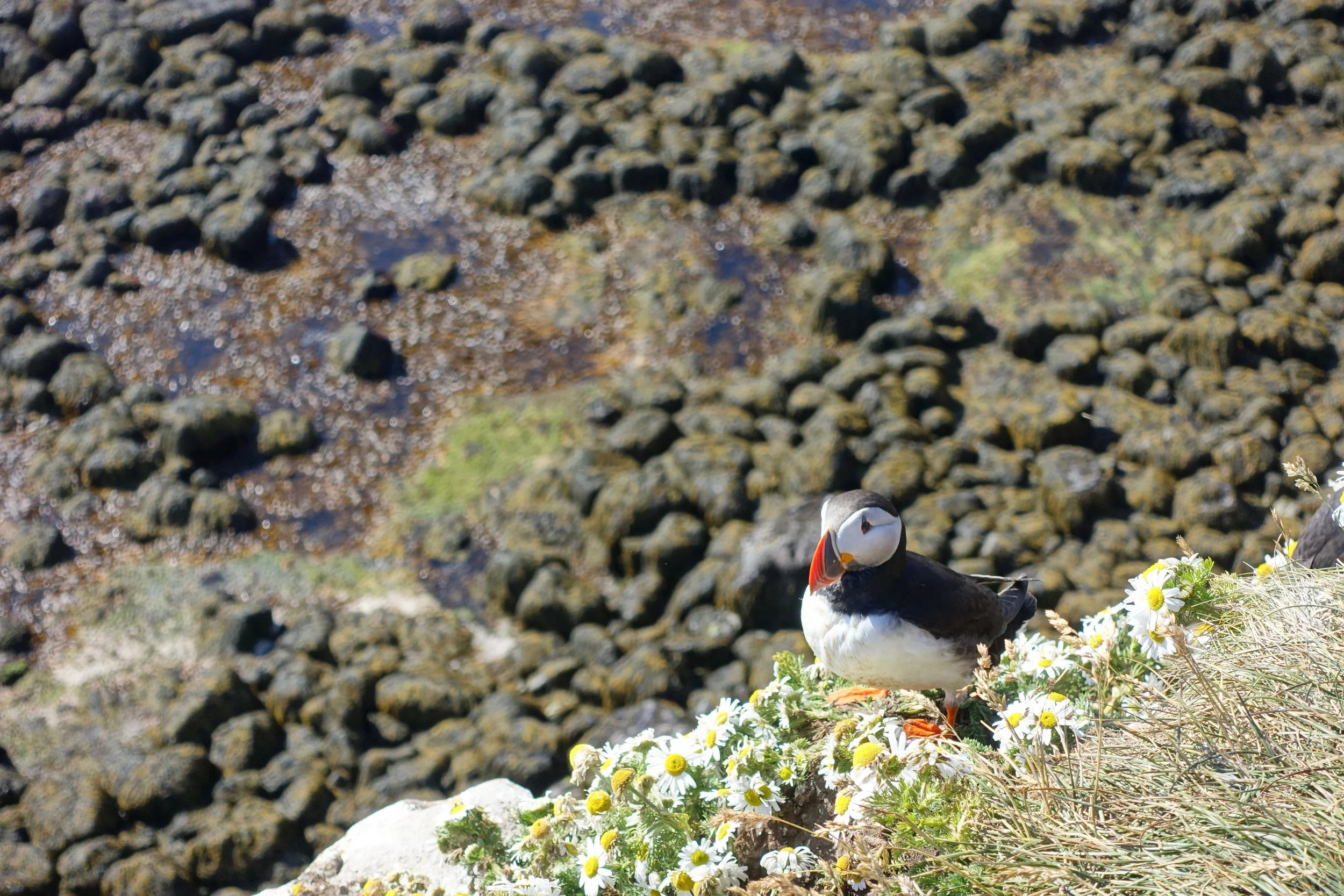 Puffin on the Latrabjarg cliffs in Iceland