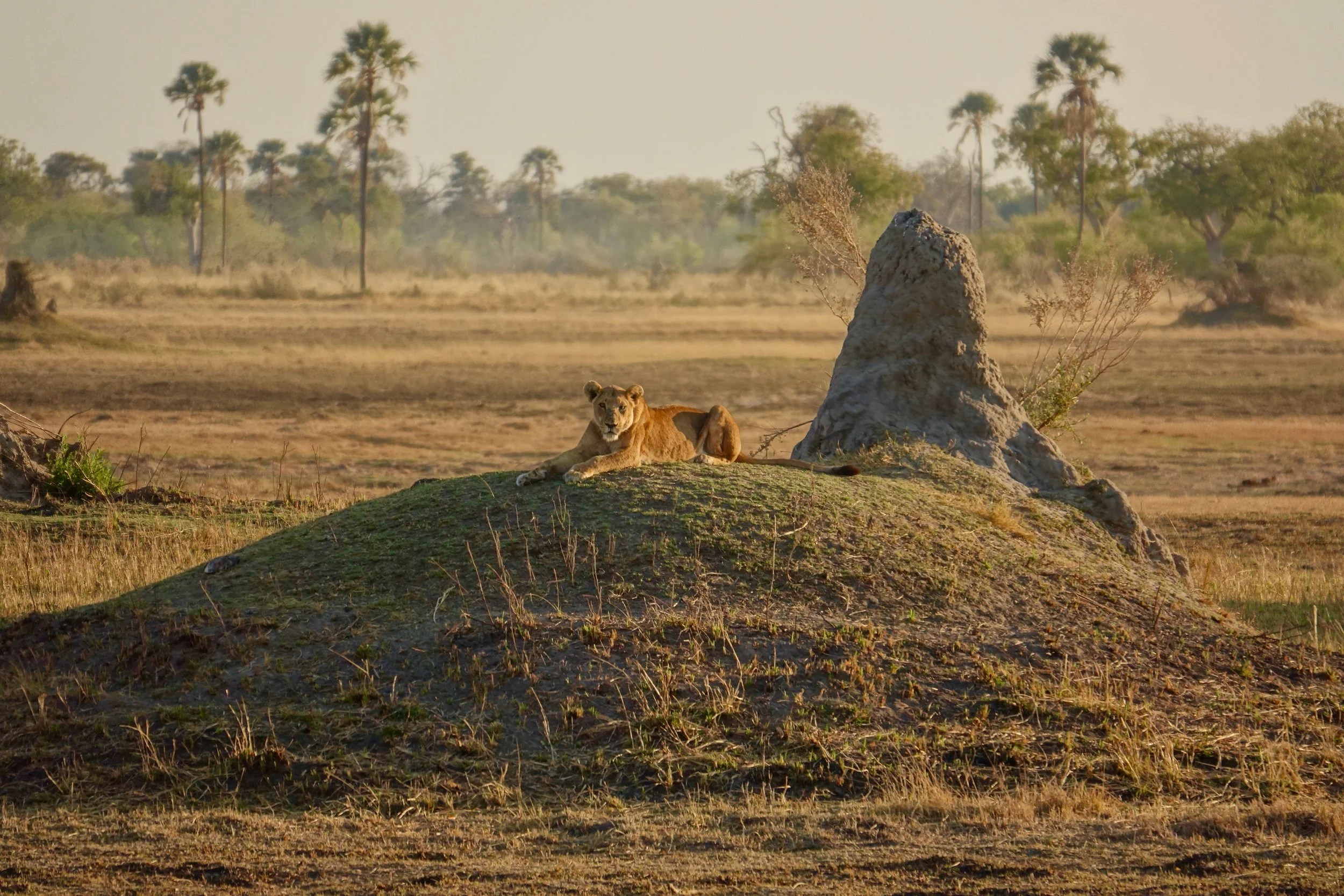 Lioness on a hill in Botswana Okavango Delta