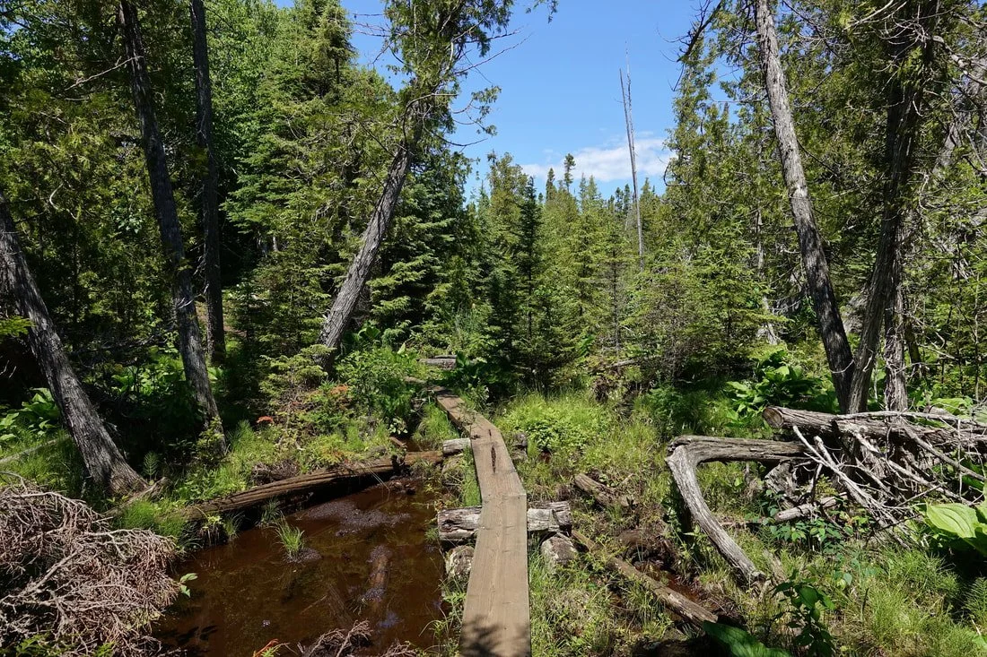 Boardwalk on the trail
