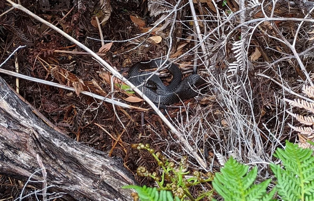 Tiger snake in the bushes