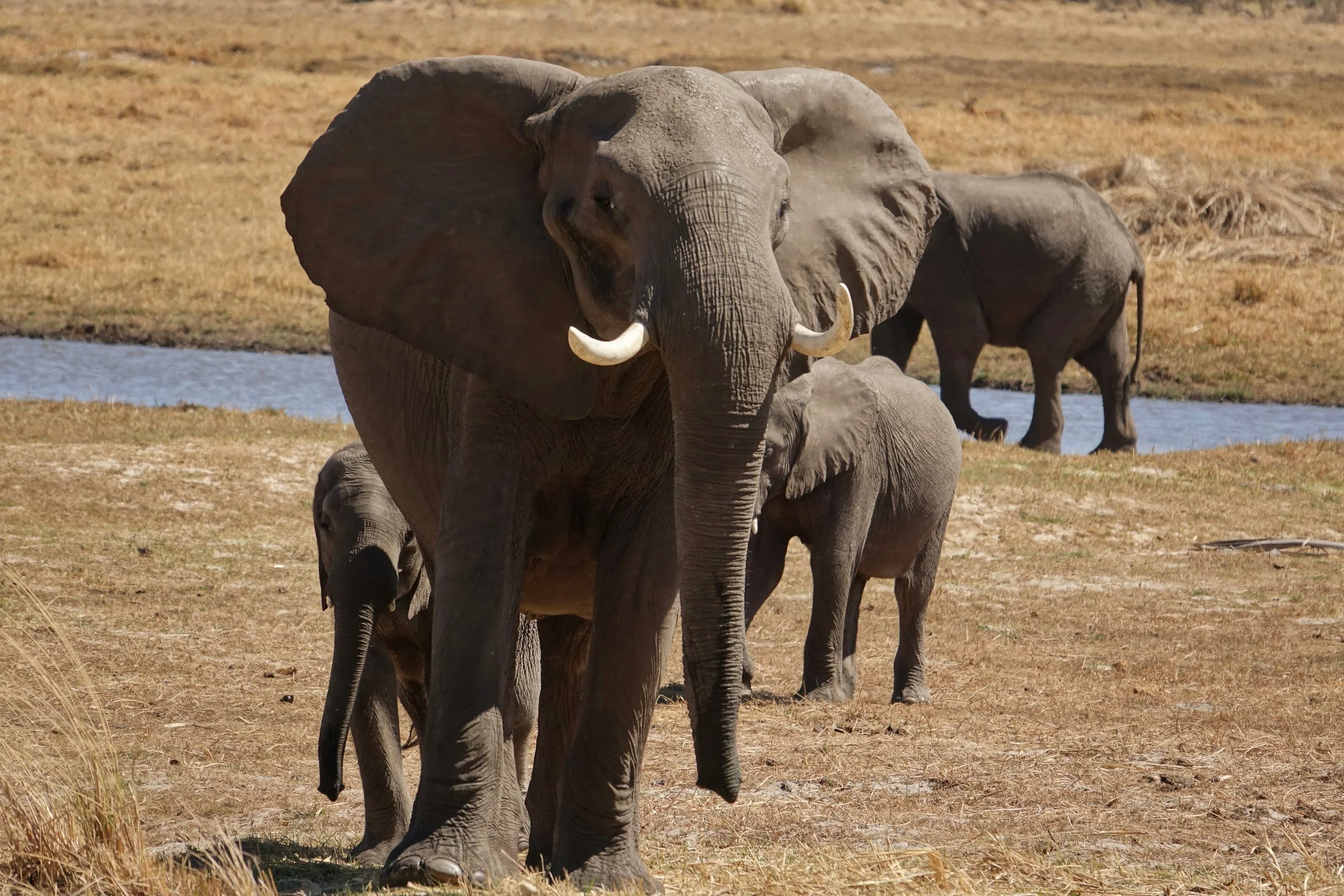 Elephant protecting its young at Oddball's Lodge in Okavango Delta Botswana